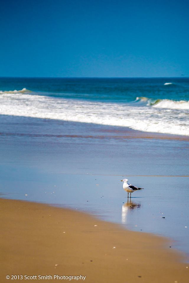 Gull on the Beach -  by Scott Smith Photos