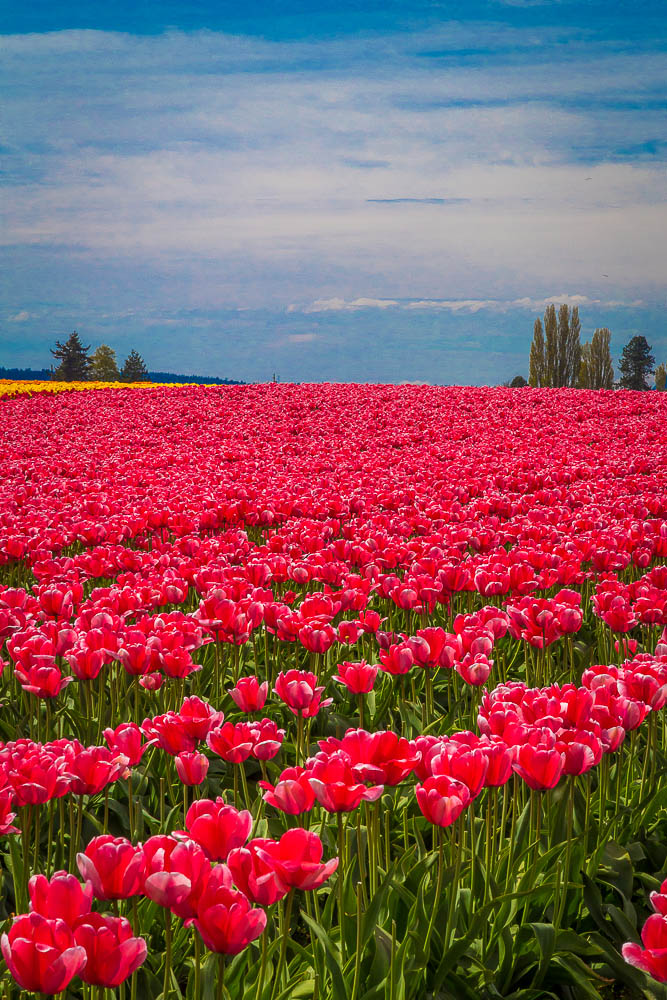 Tulips 2 - From the Skagit County Tulip Festival, 2012. by Scott Smith Photos
