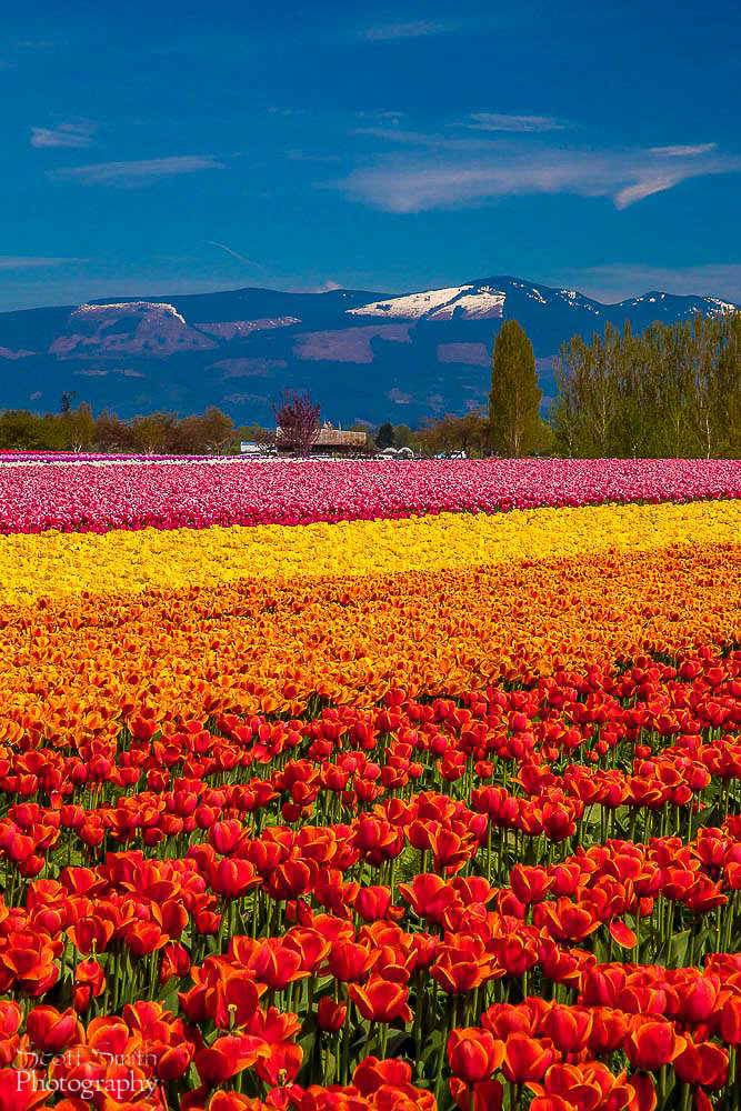 Tulips with a View - From the Skagit County Tulip Festival in Washington state. by Scott Smith Photos