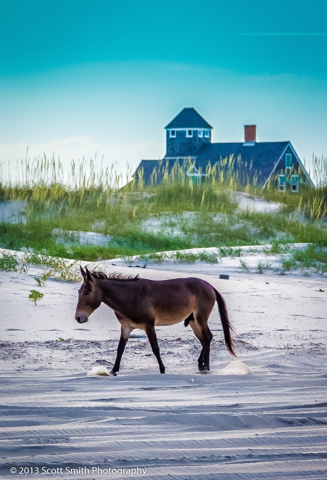 Wild Horses of Currituck -  by Scott Smith Photos