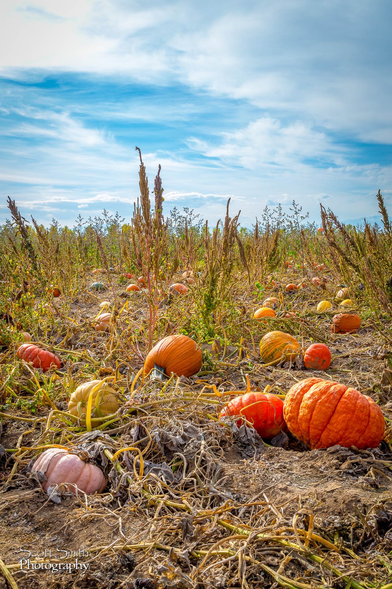 Pumpkins 3 - Anderson Farms, Erie Colorado. by Scott Smith Photos