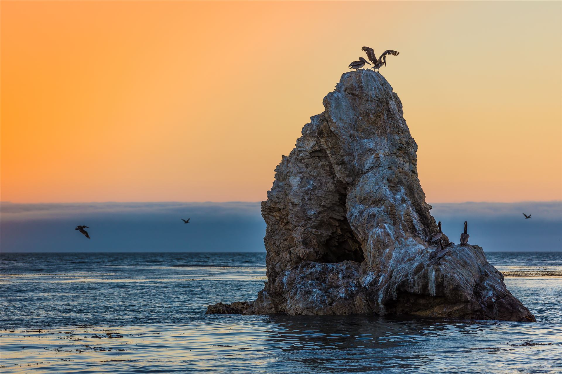 Pelican Rock - Pelicans roosting, taken from the edge of the beach Pismo Beach, California by Scott Smith Photos