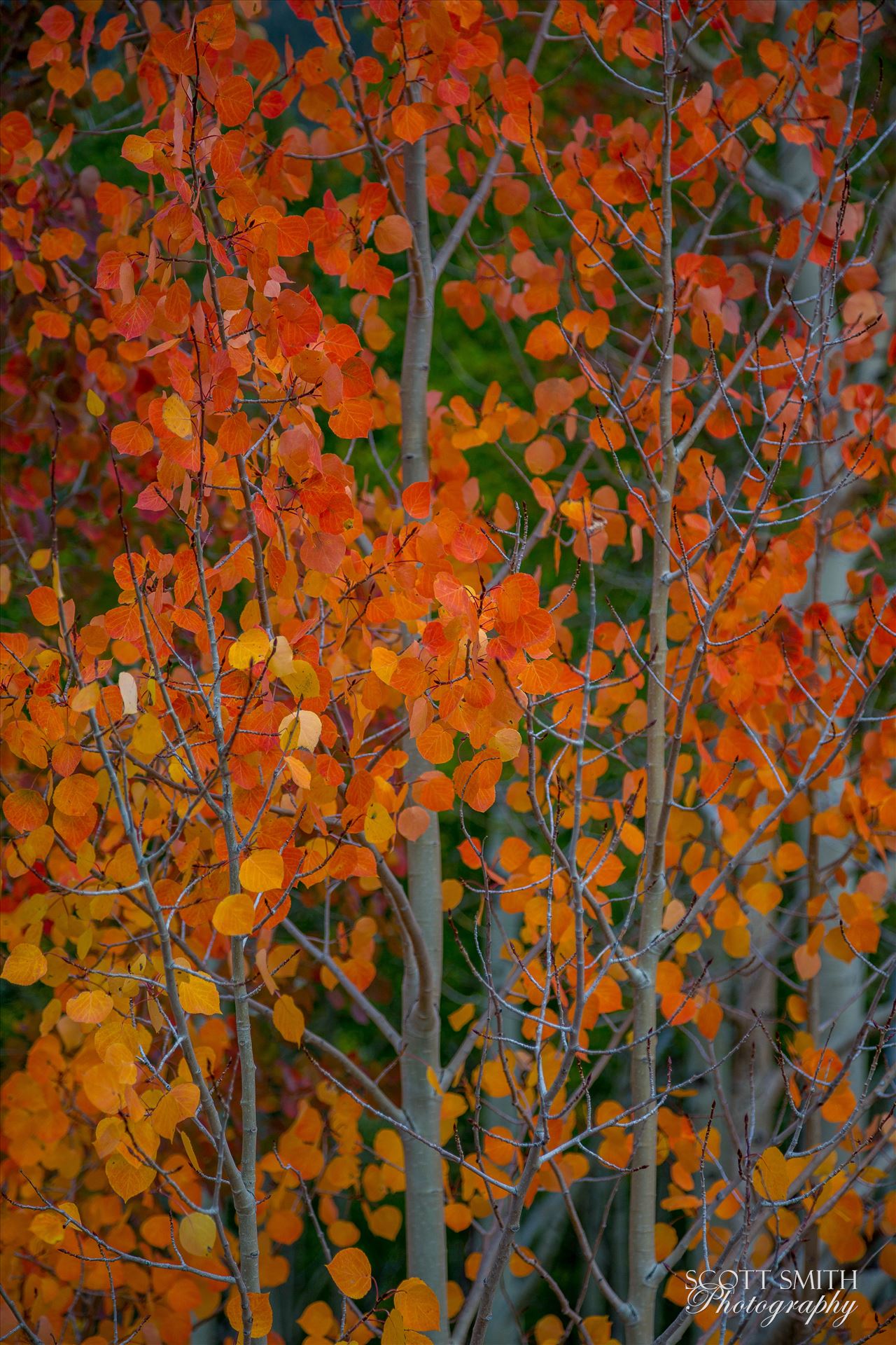 Red Aspen Detail - Red aspen leaves from Last Dollar Road, outside of Telluride, Colorado in the fall. by Scott Smith Photos