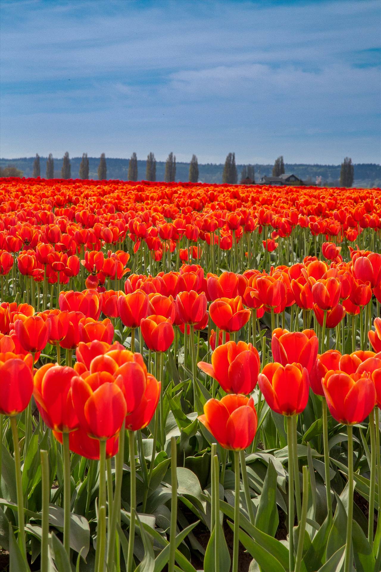 Standing Tall - From the 2012 Skagit County Tulip Festival. by Scott Smith Photos