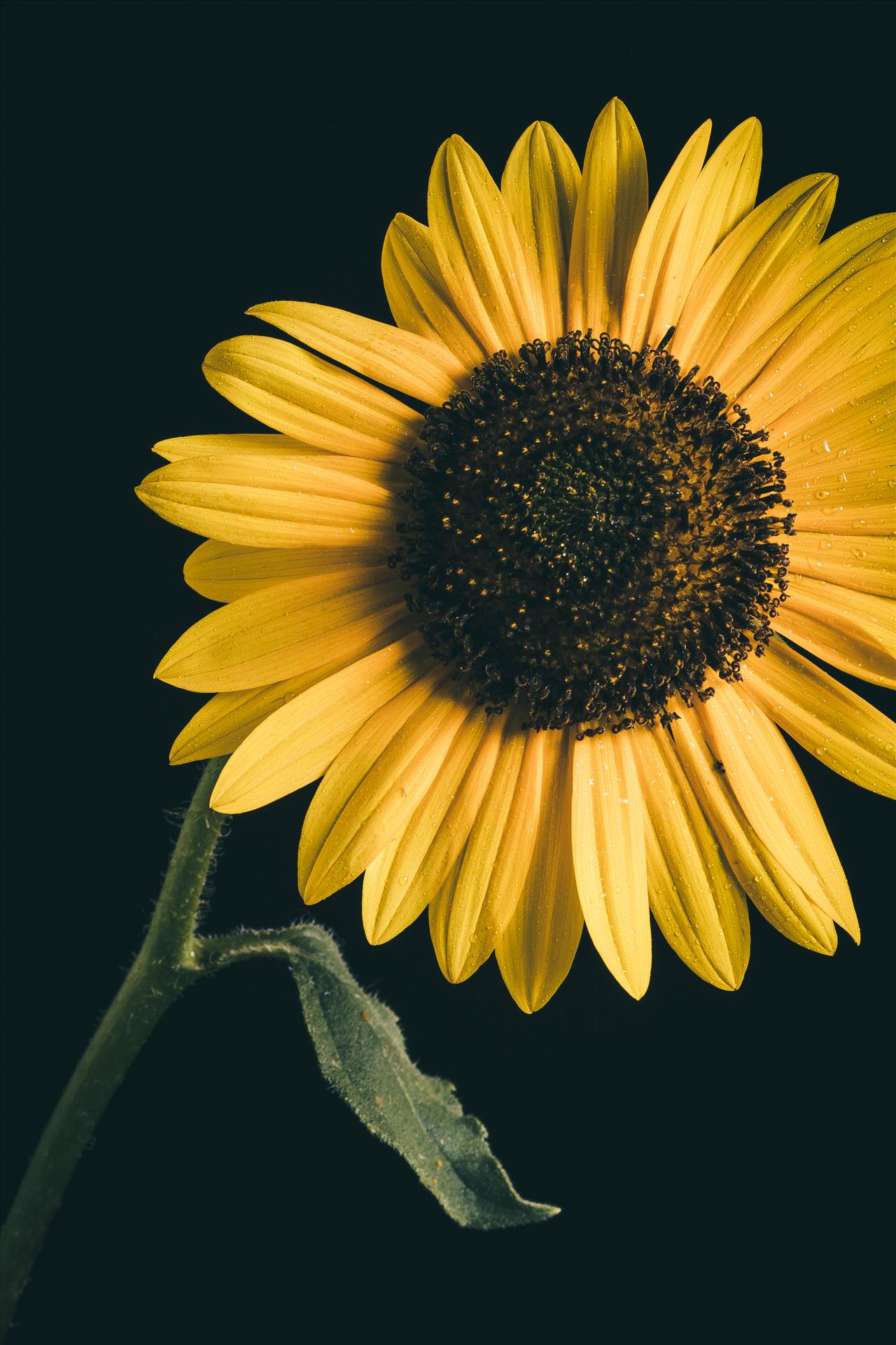 Backyard Sunflowers II -  by Scott Smith Photos