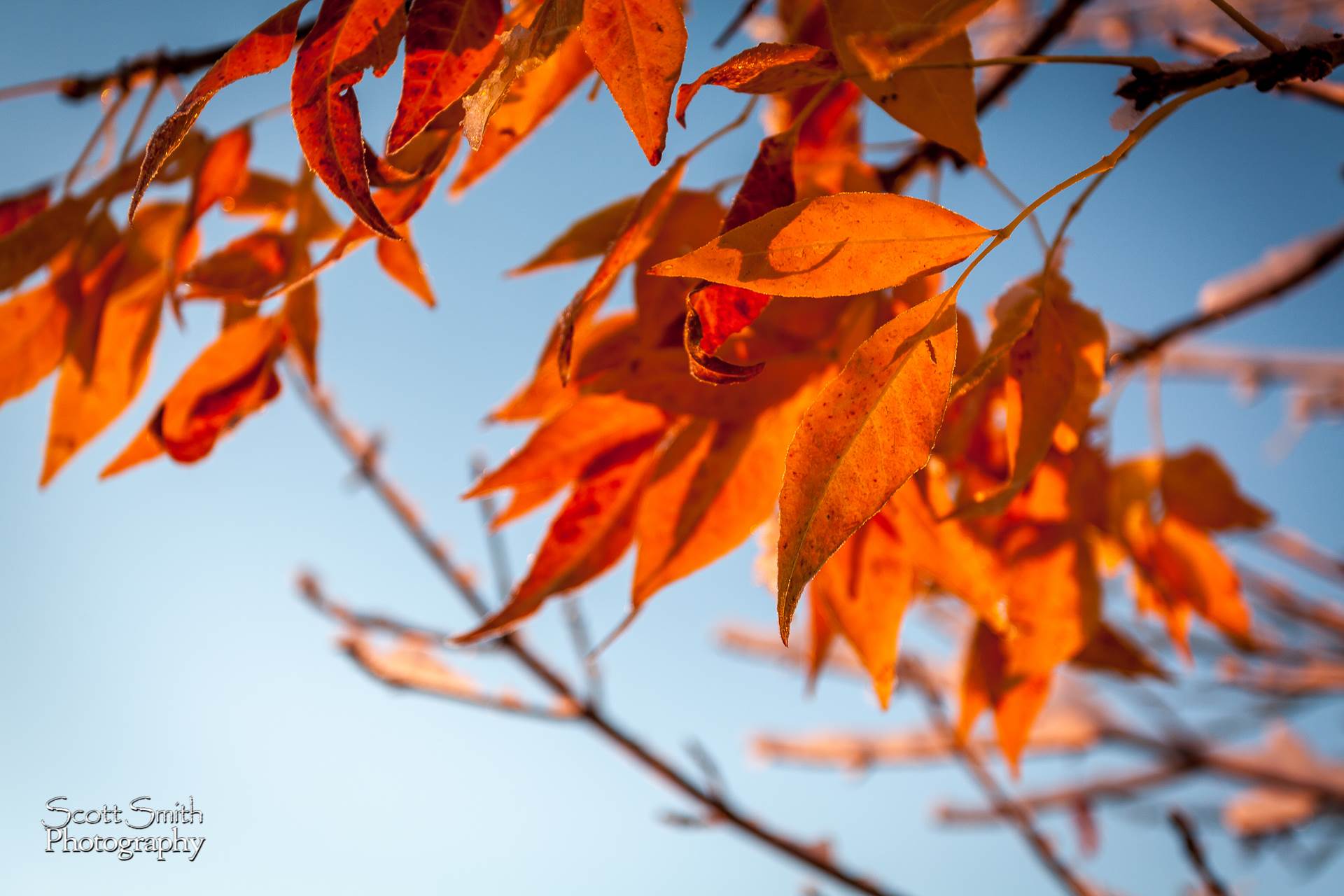 Fall Foliage -  by Scott Smith Photos