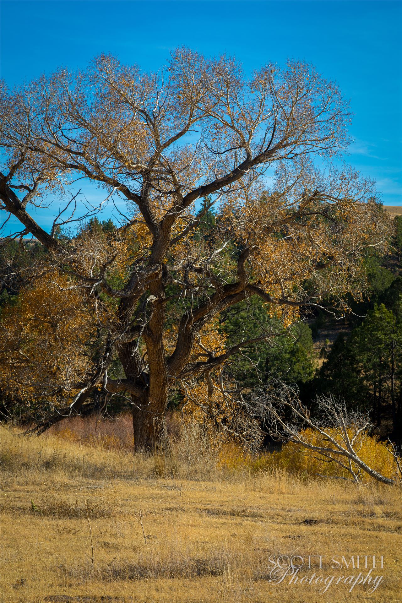 Country Tree No 1 - Late season fall colors near Guffy, Colorado. by Scott Smith Photos