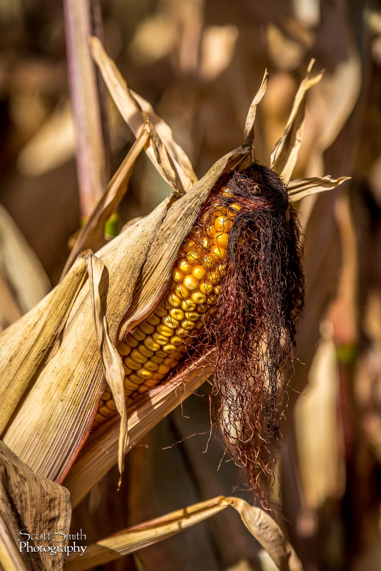Corn 1 - Anderson Farms, Erie Colorado. by Scott Smith Photos