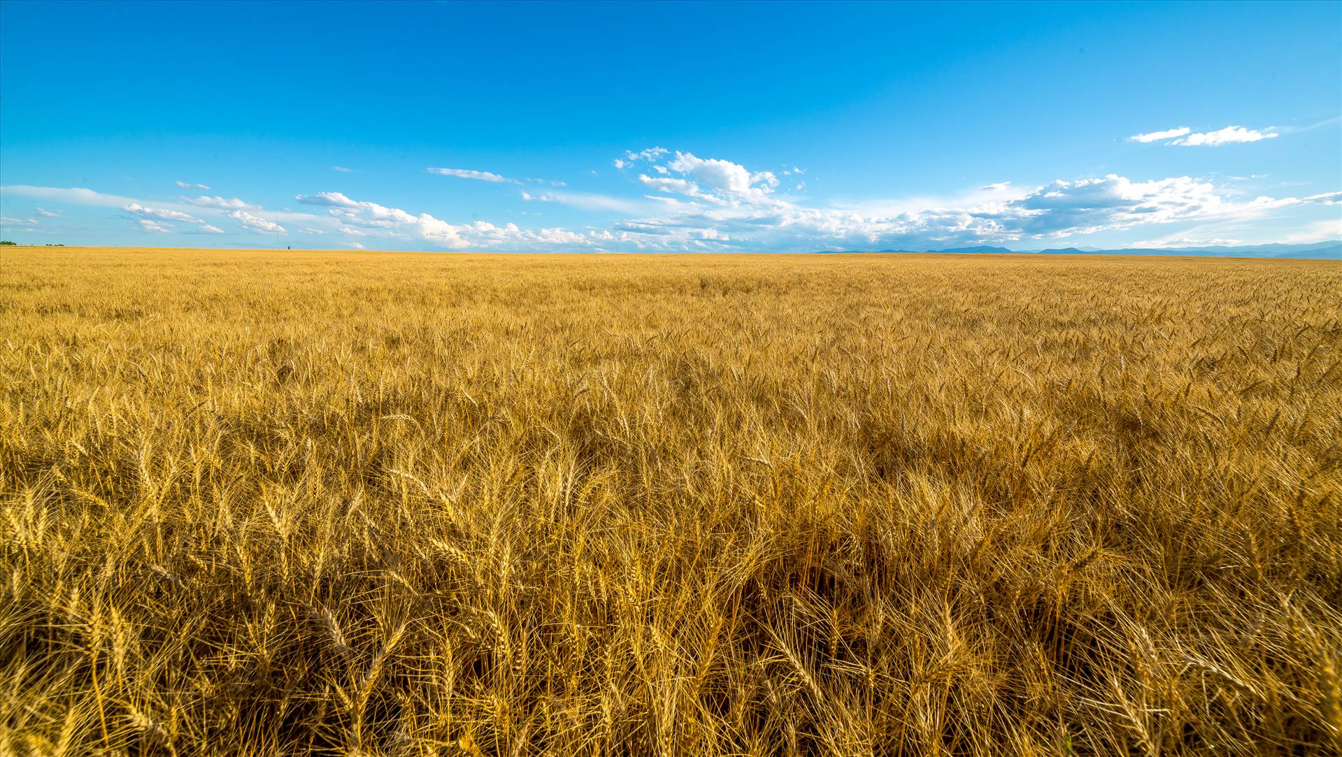 Wheat Field - A field of wheat in late summer near Longmont, Colorado. by Scott Smith Photos