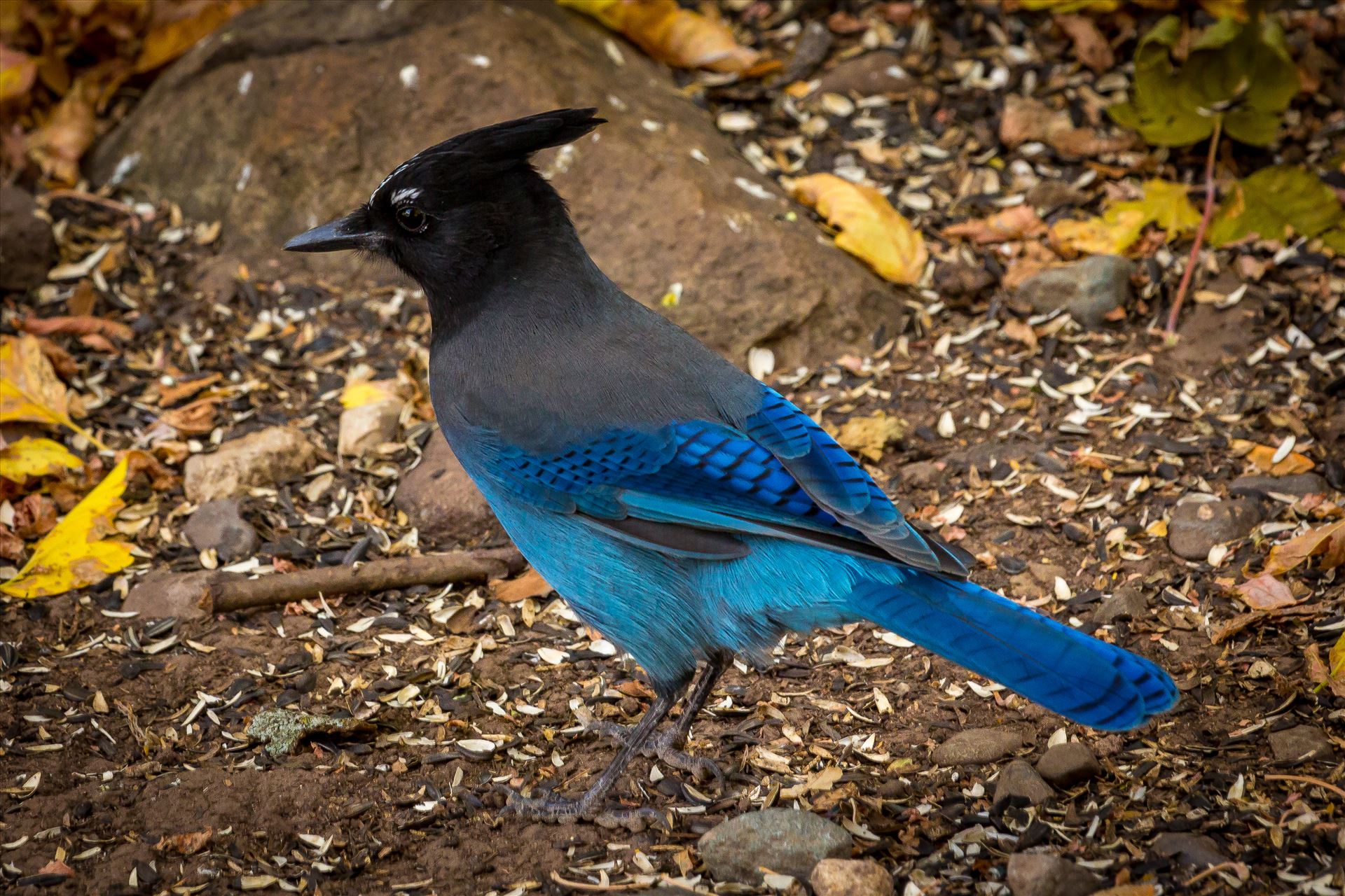 Steller's Jay - A Steller's Jay, spotted in Ouray, Colorado. by Scott Smith Photos