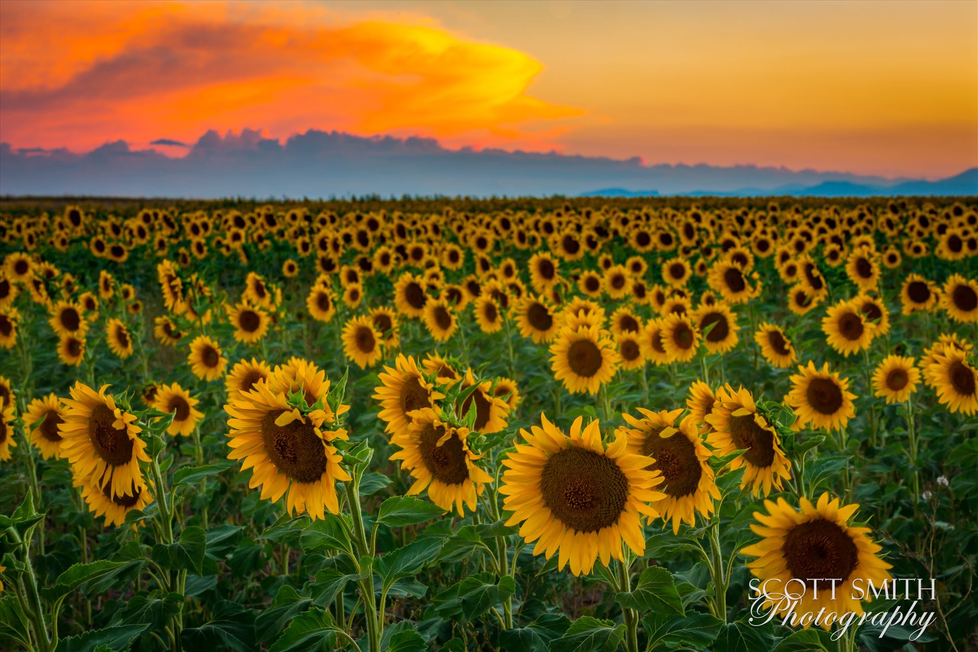 Denver Sunflowers at Sunset No 3 - Sunflower fields near Denver International Airport, on August 20th, 2016. Near 56th and E470. by Scott Smith Photos