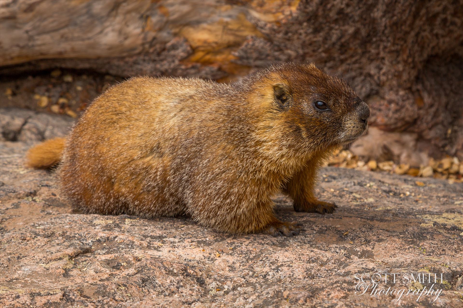 Marmot - A yellow-bellied marmot enjoys a summer day at Emerald Lake, on the Bear Lake Trail in the Rocky Mountain National Park. by Scott Smith Photos