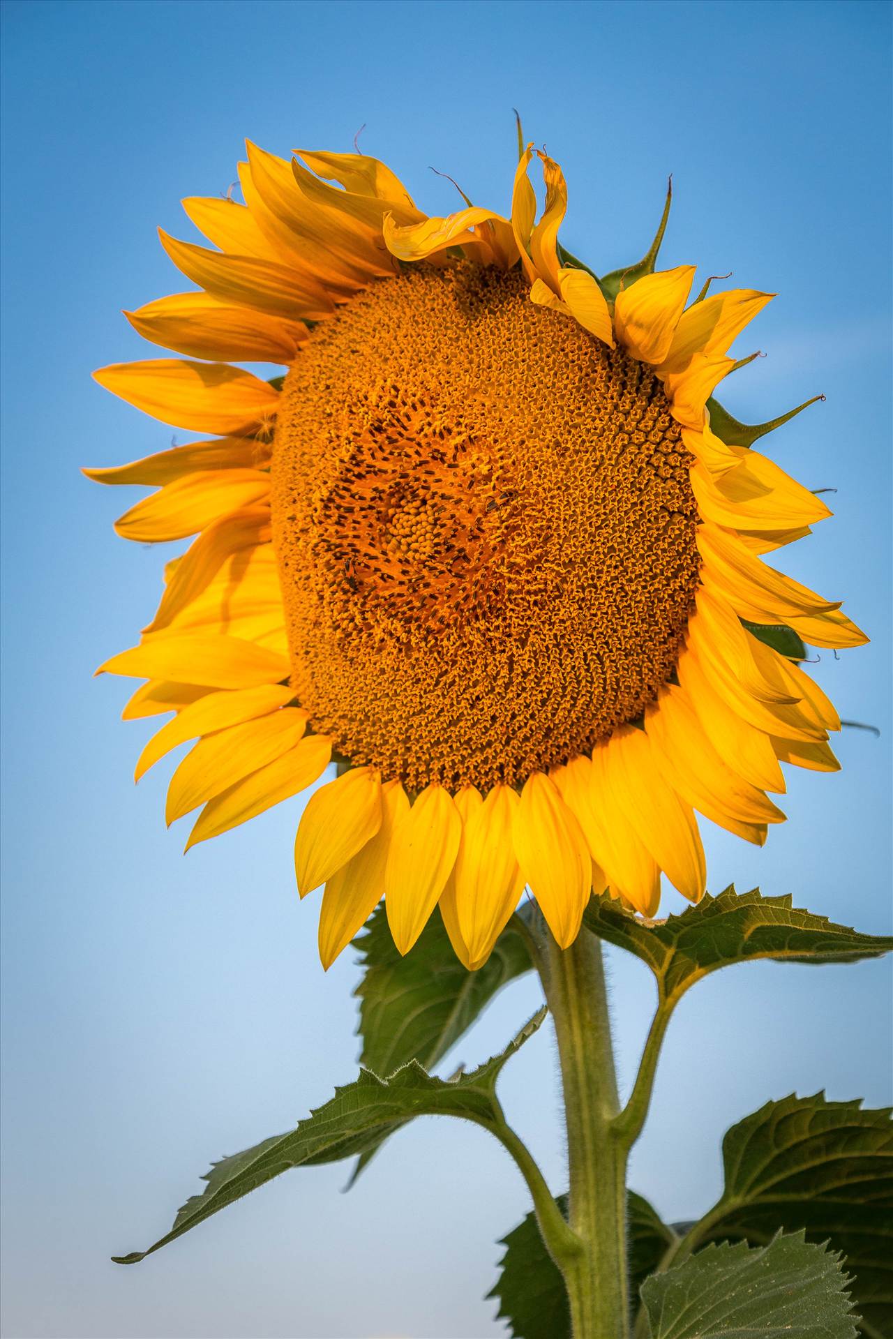 Sunflower Sunrise III - Sunflowers near Denver International Airport. by Scott Smith Photos
