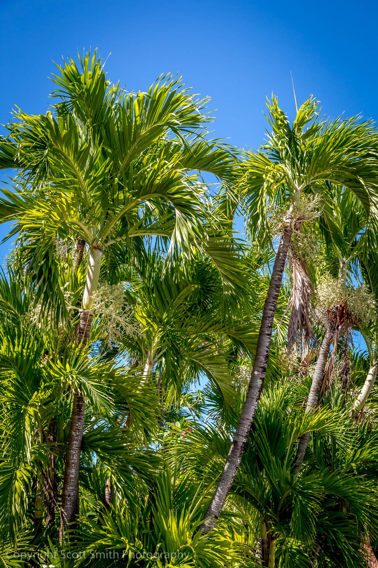 Palm Trees -  by Scott Smith Photos