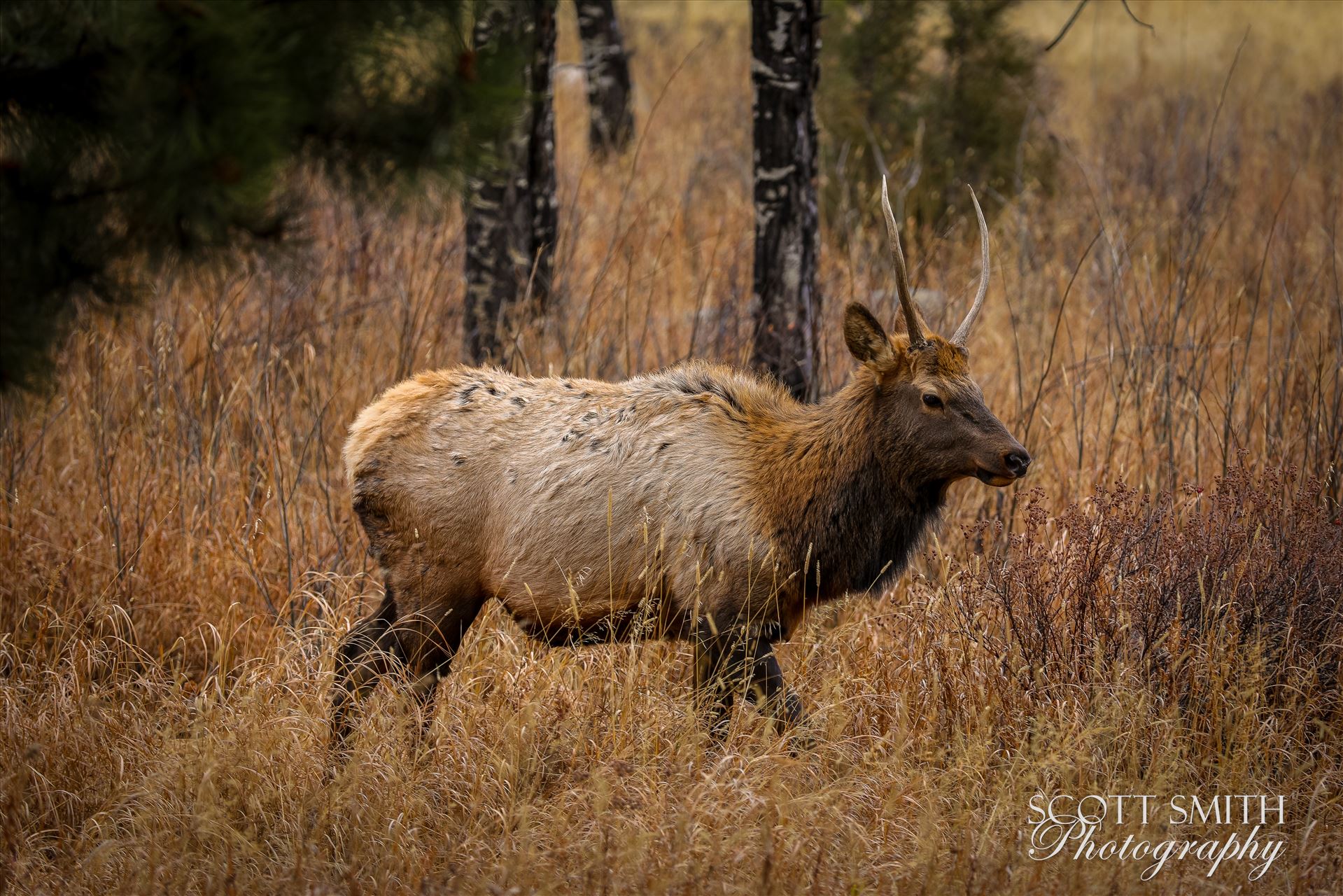 Sunday Elk No 04 - A heard of Elk near the entrance to Rocky Mountain National Park, Estes Park, Colorado. by Scott Smith Photos