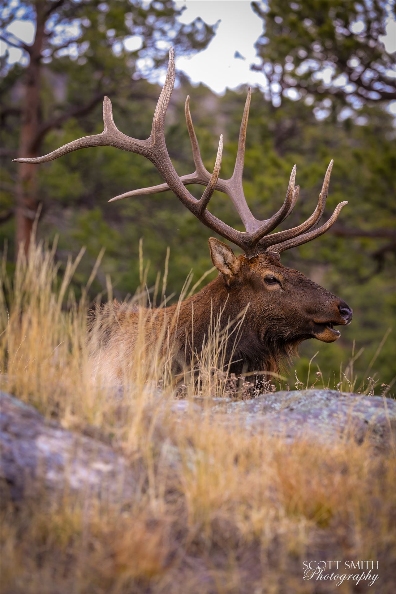 Sunday Elk No 05 - A heard of Elk near the entrance to Rocky Mountain National Park, Estes Park, Colorado. by Scott Smith Photos