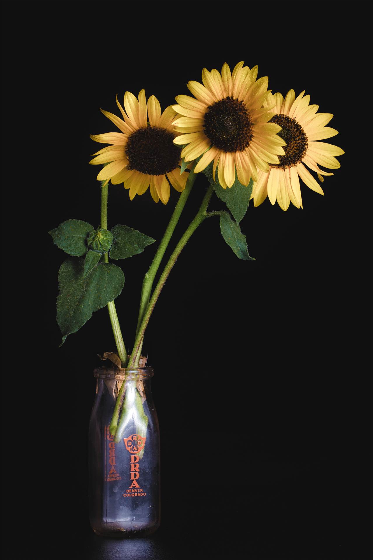 Backyard Sunflowers III - Fresh sunflowers, from Denver, Colorado. by Scott Smith Photos