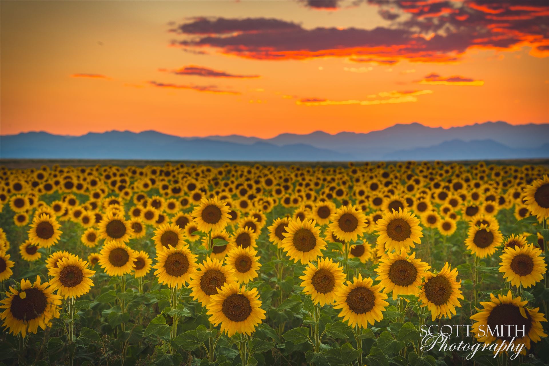 Denver Sunflowers at Sunset No 1 - Sunflower fields near Denver International Airport, on August 20th, 2016.Near 56th and E470. by Scott Smith Photos
