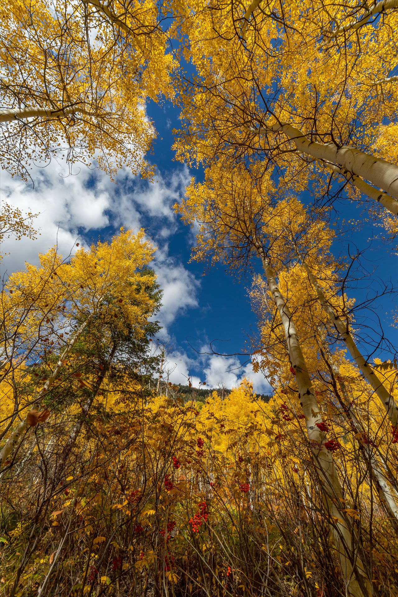 Aspens to the Sky No 2 - Aspens and wild berries in Fall. Taken near Maroon Creek Drive near Aspen, Colorado. by Scott Smith Photos