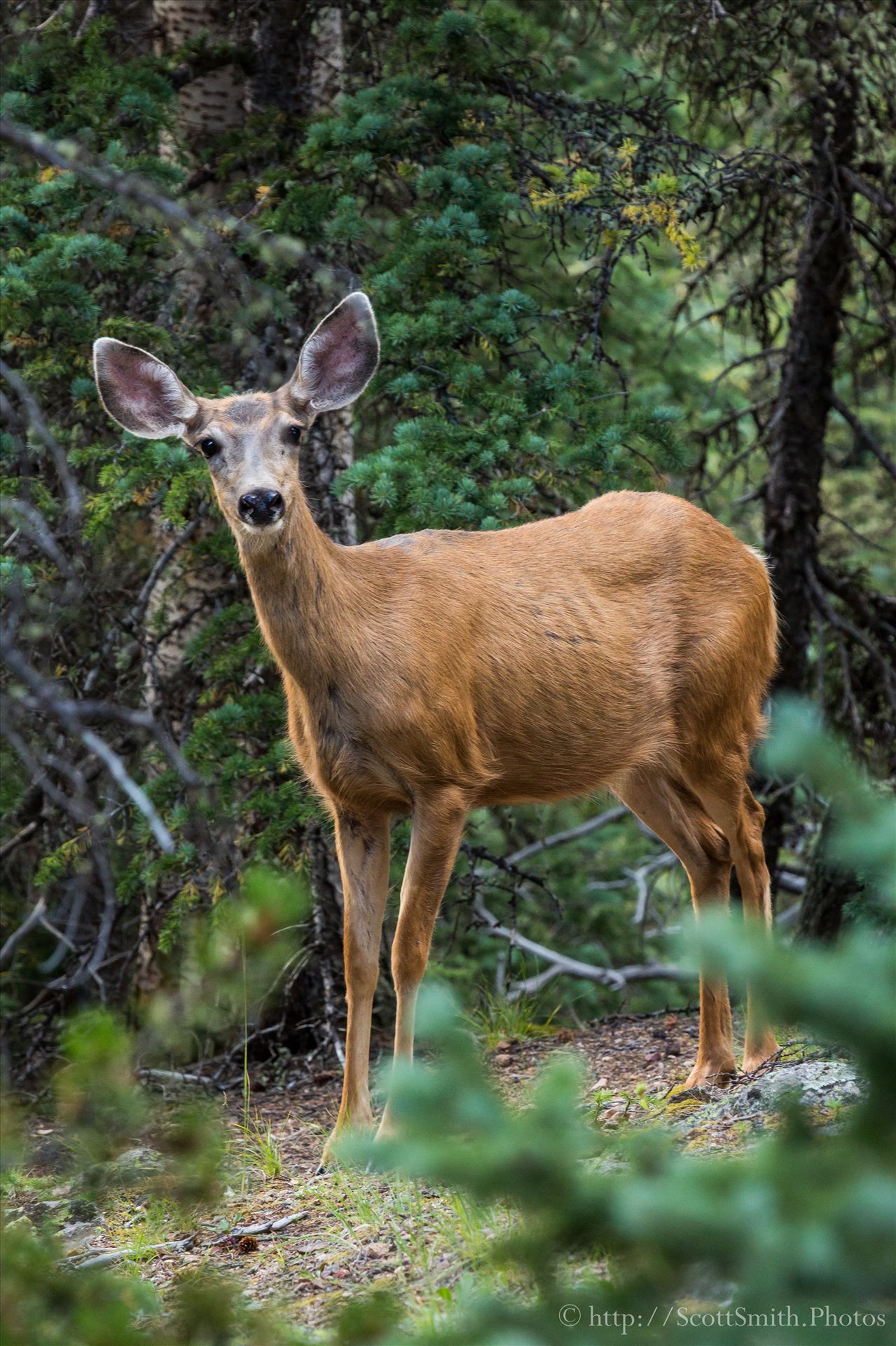 Mount Evans Deer -  by Scott Smith Photos
