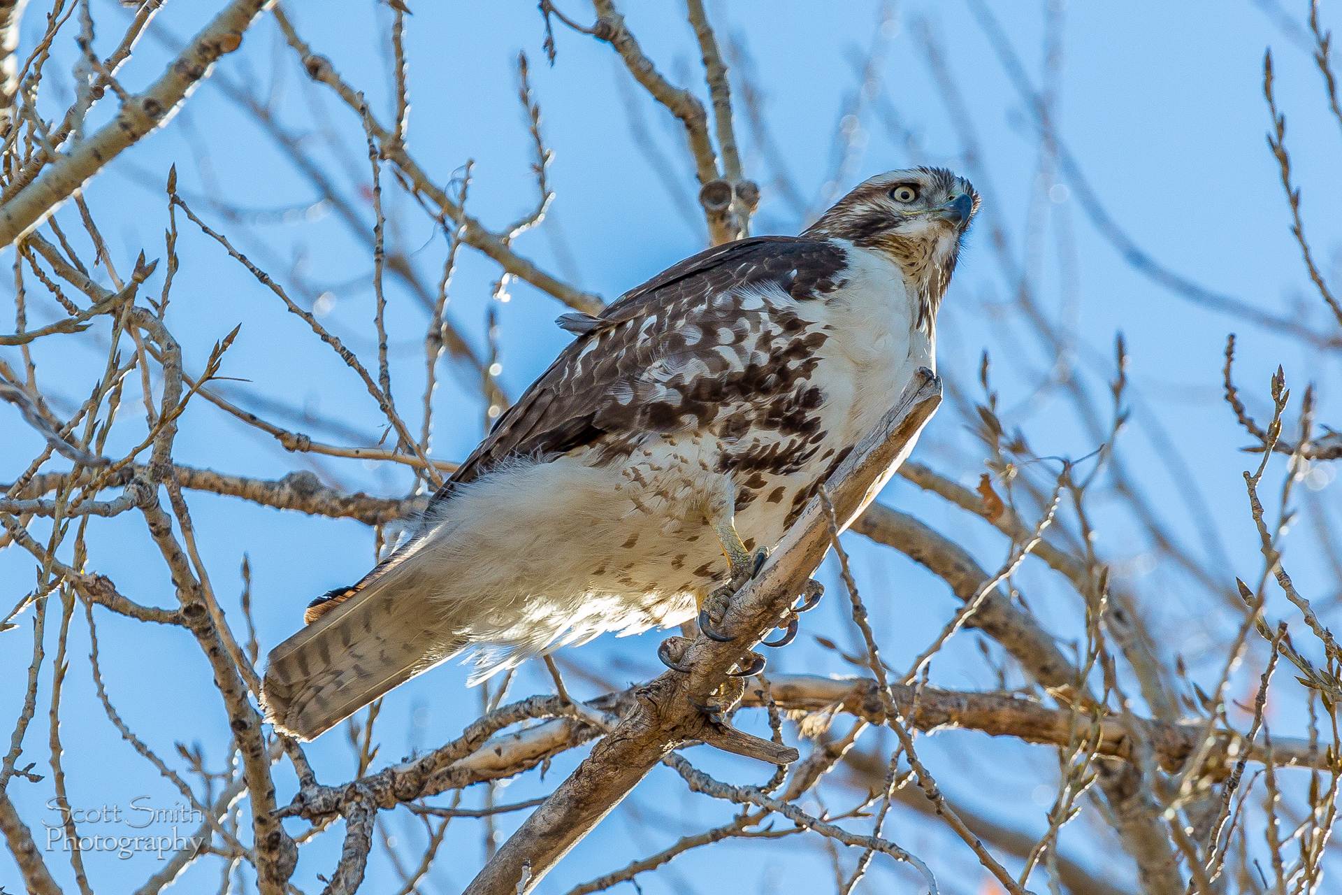 Swainson's Hawk 2 - A Swainson's Hawk enjoying the view at the Rocky Mountain Arsenal Wildlife Refuge. by Scott Smith Photos