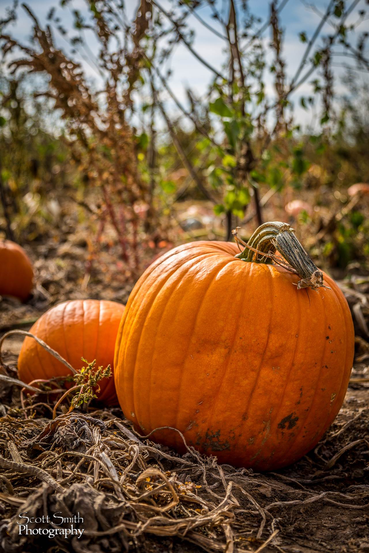 Pumpkins 2 - Anderson Farms, Erie Colorado. by Scott Smith Photos