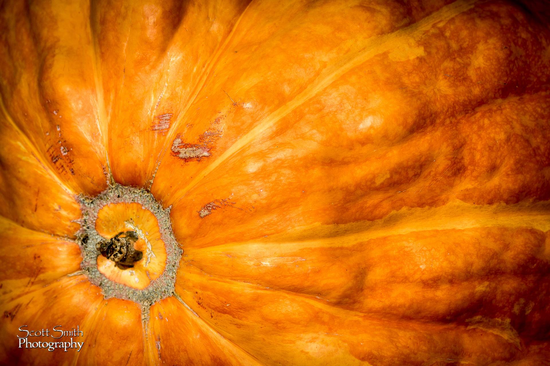Pumpkin -  by Scott Smith Photos
