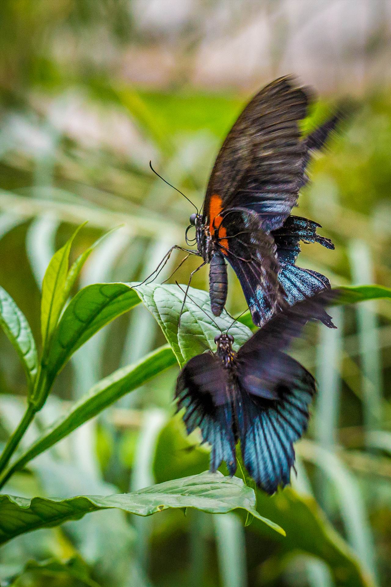 Attack! - It may not be a fight per se, but it appears that two butterflies are having it out in this action shot. by Scott Smith Photos