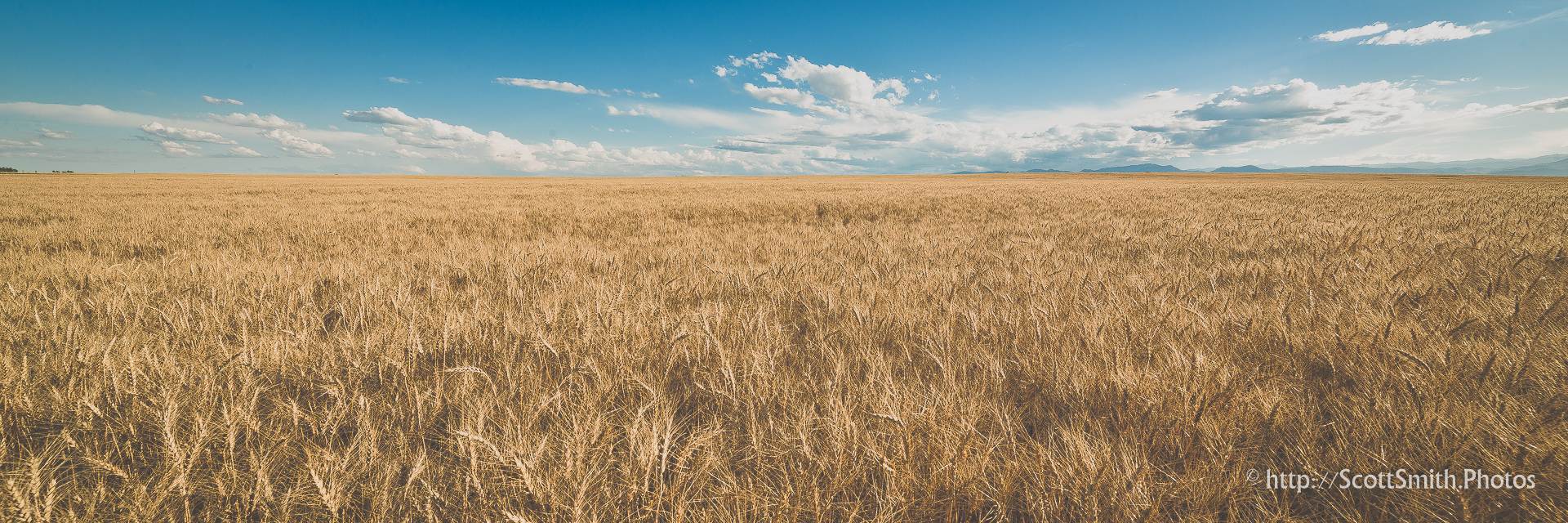 Fields of Wheat - A wheat field off of highway 52 near Longmont, Colorado in early summer. by Scott Smith Photos