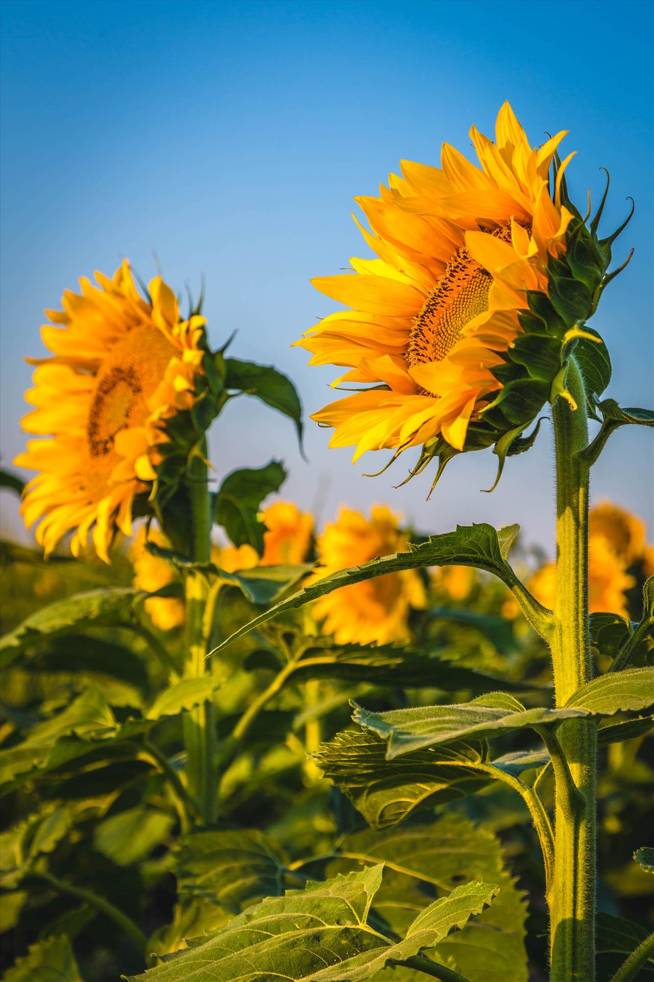 Sunflower Sunrise I - Sunflower fields near Denver International Airport, Colorado. by Scott Smith Photos