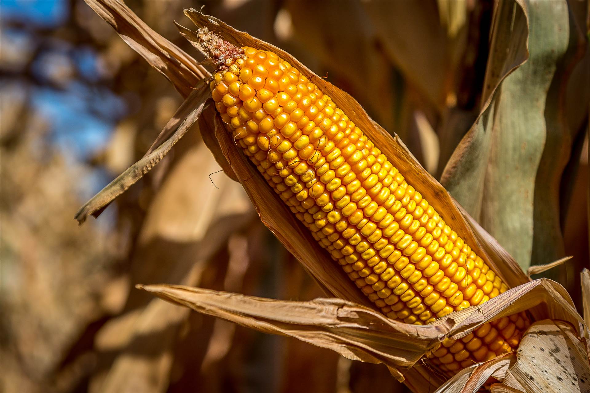 Corn 2 -  by Scott Smith Photos