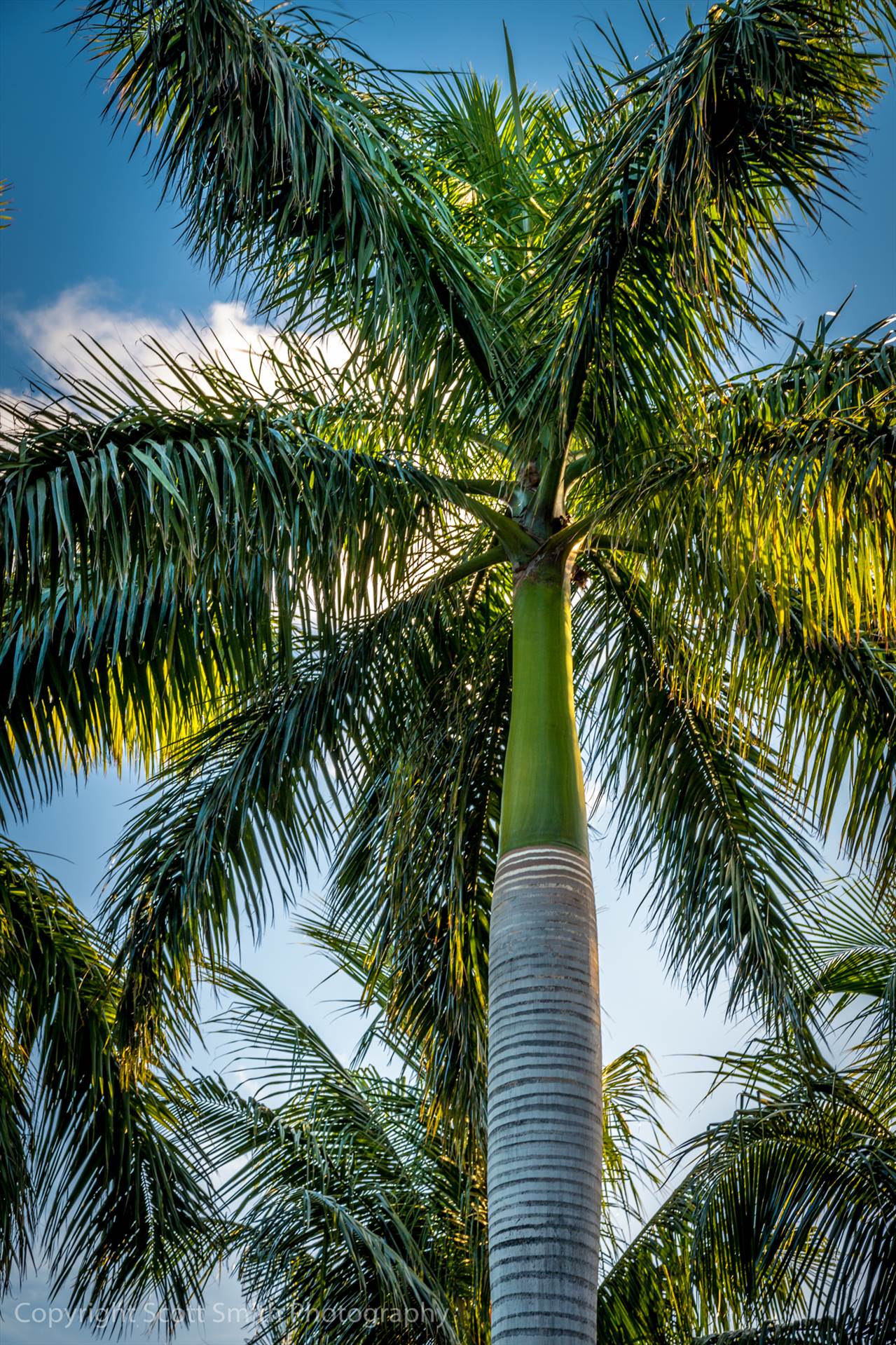 Golden Hour Palm Tree -  by Scott Smith Photos