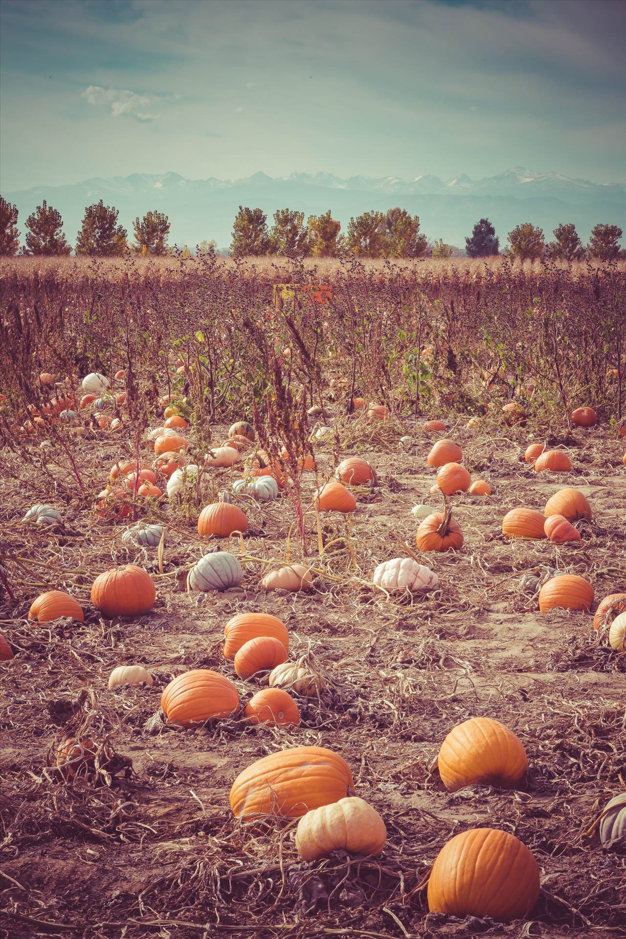 Pumpkin Patch - Anderson Farm's pumpkin patch. by Scott Smith Photos