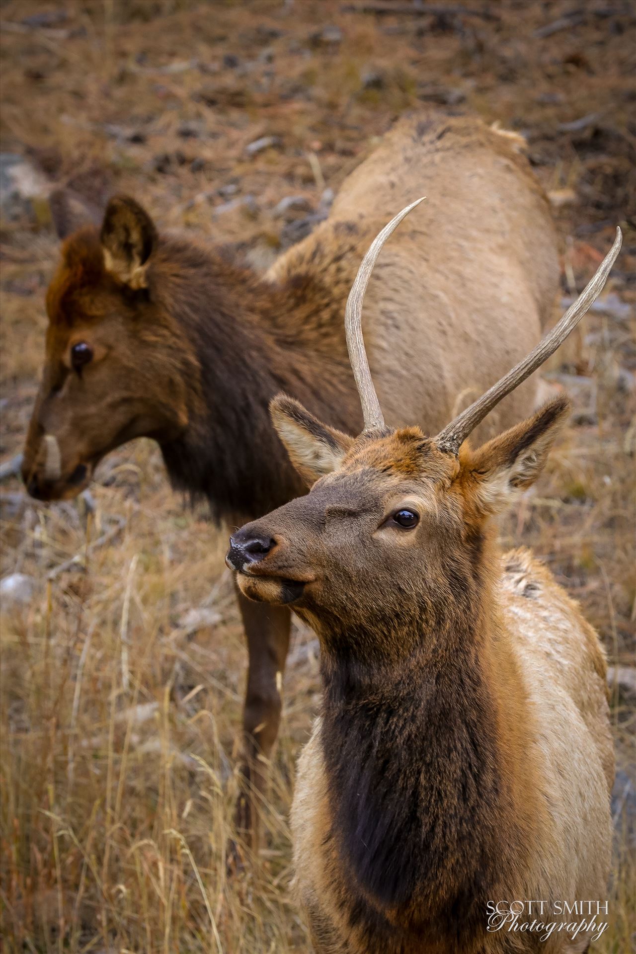 Sunday Elk No 09 - A heard of Elk near the entrance to Rocky Mountain National Park, Estes Park, Colorado. by Scott Smith Photos