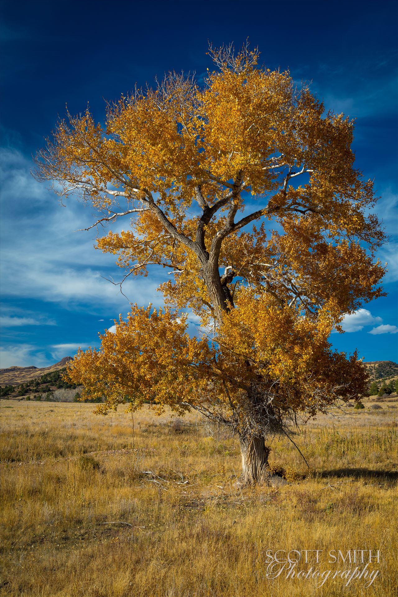 Country Tree No 2 - A lone tree in a large pasture near Guffy, Colorado. by Scott Smith Photos