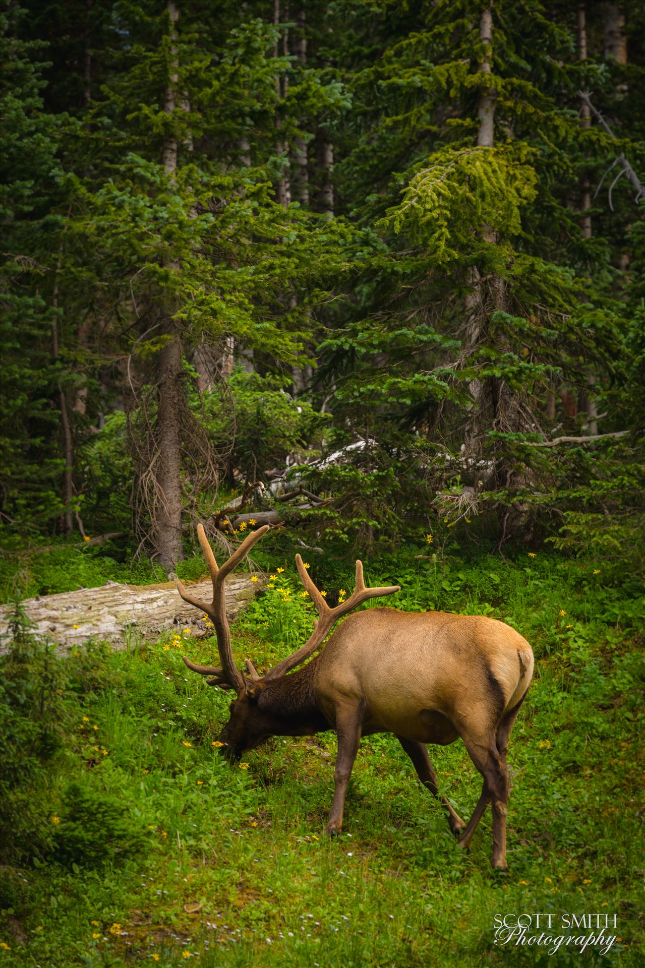 Elk Bull No 3 -  by Scott Smith Photos