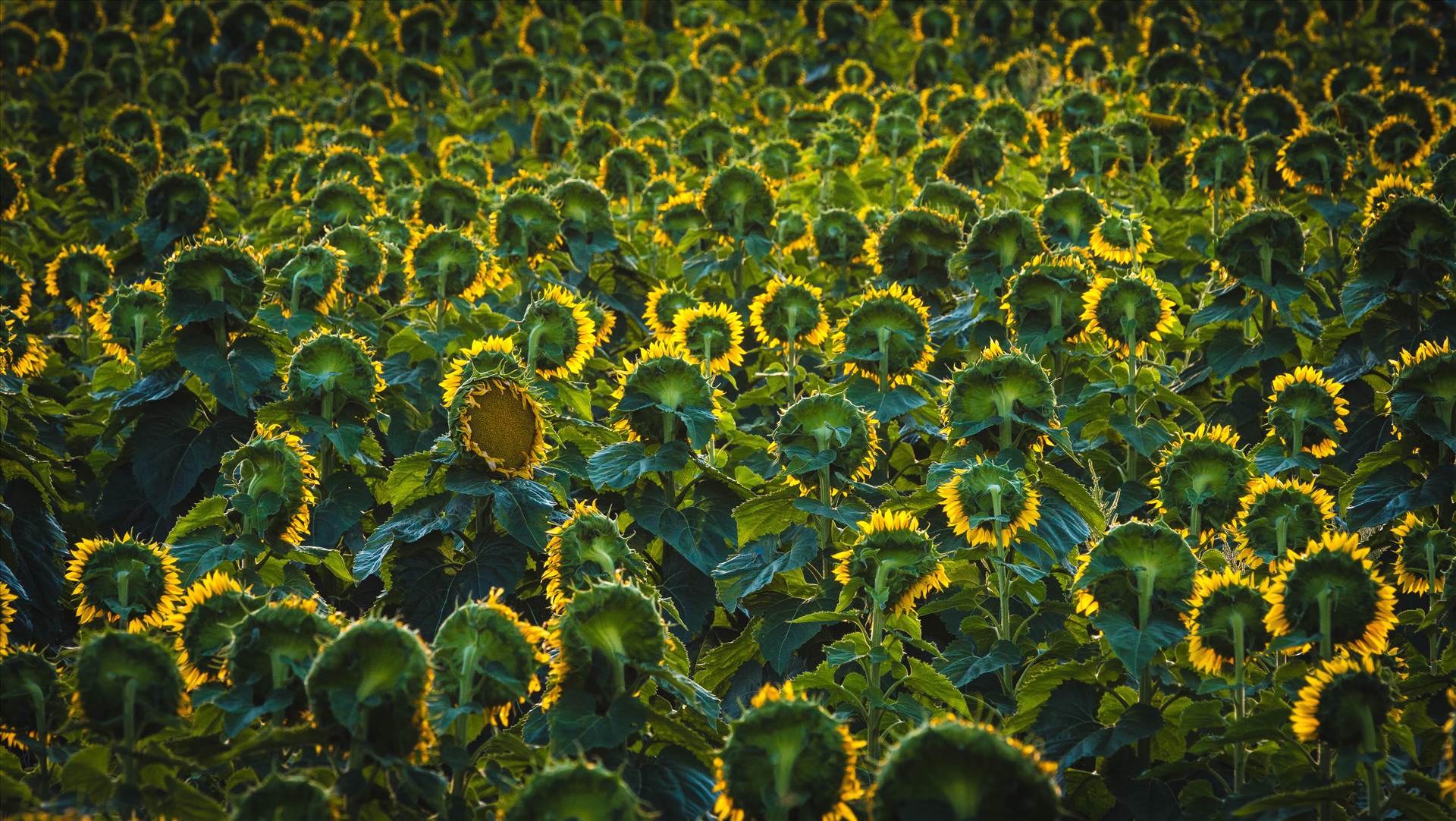 Sunflower Sunrise II - Sunflowers watching the sun rise, near Denver International Airport. One of them seems to be looking back... by Scott Smith Photos