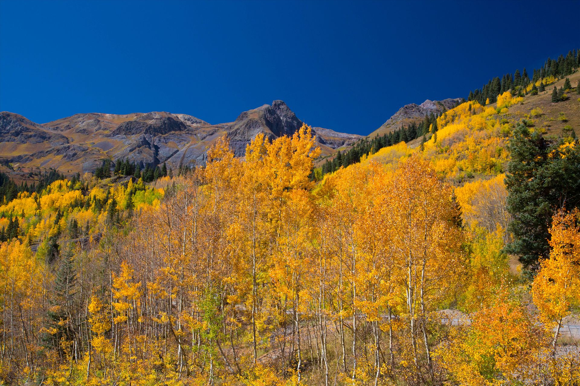 Million Dollar Highway - A quick shot of the aspens from the million dollar highway between Ourway and Silverton, Colorado. by Scott Smith Photos