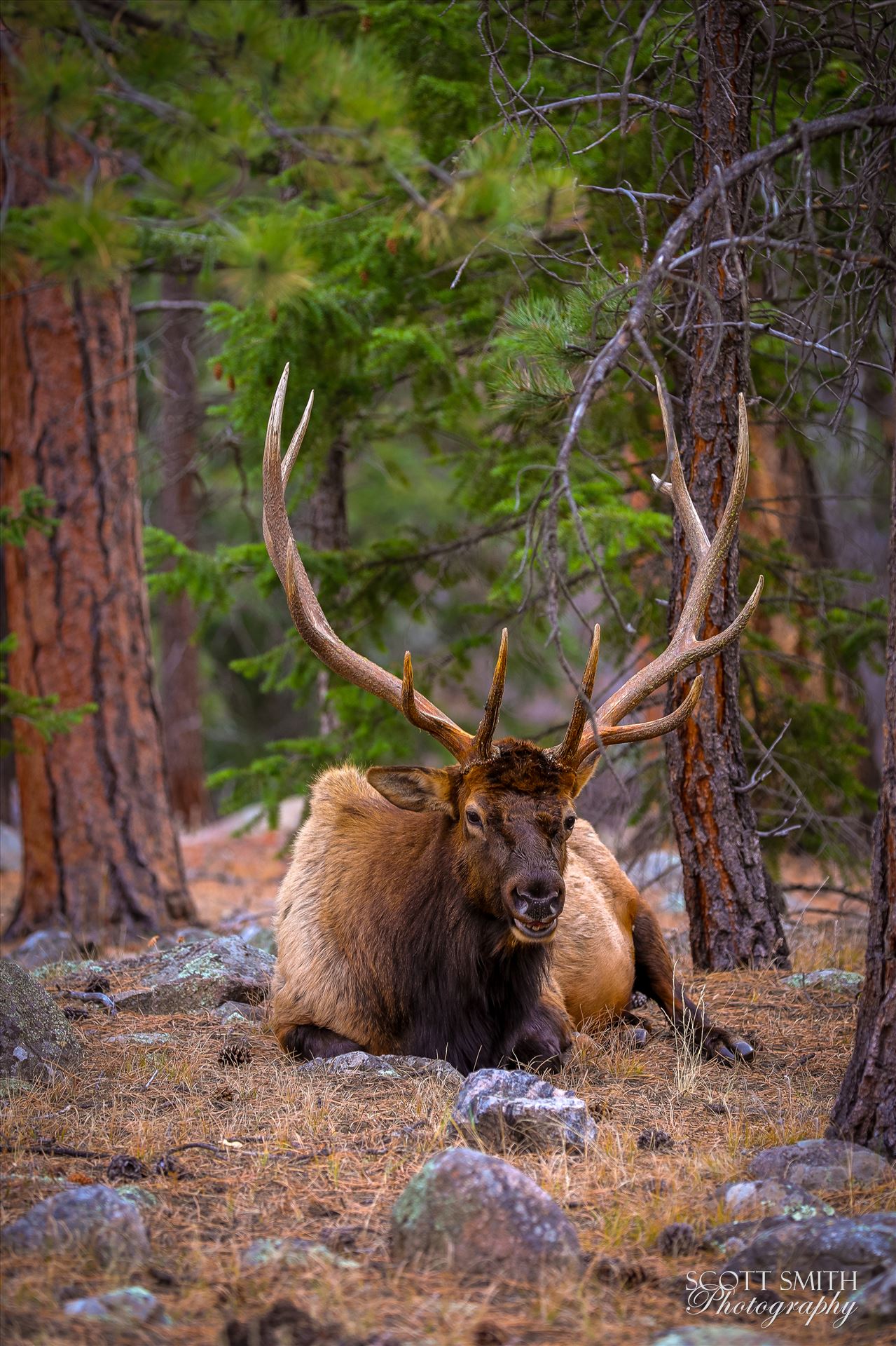 Sunday Elk No 07 - A heard of Elk near the entrance to Rocky Mountain National Park, Estes Park, Colorado. by Scott Smith Photos