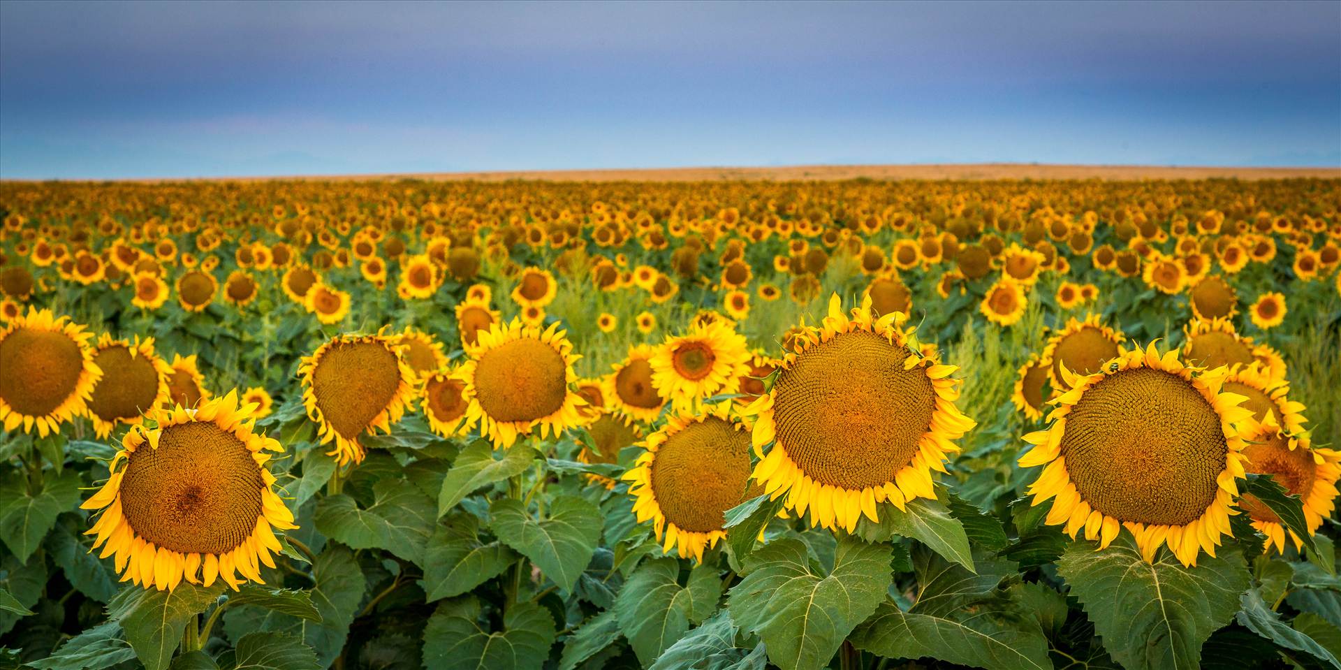 Sunflower Sunrise IV - Sunflower fields near Denver International Airport, Colorado. by Scott Smith Photos