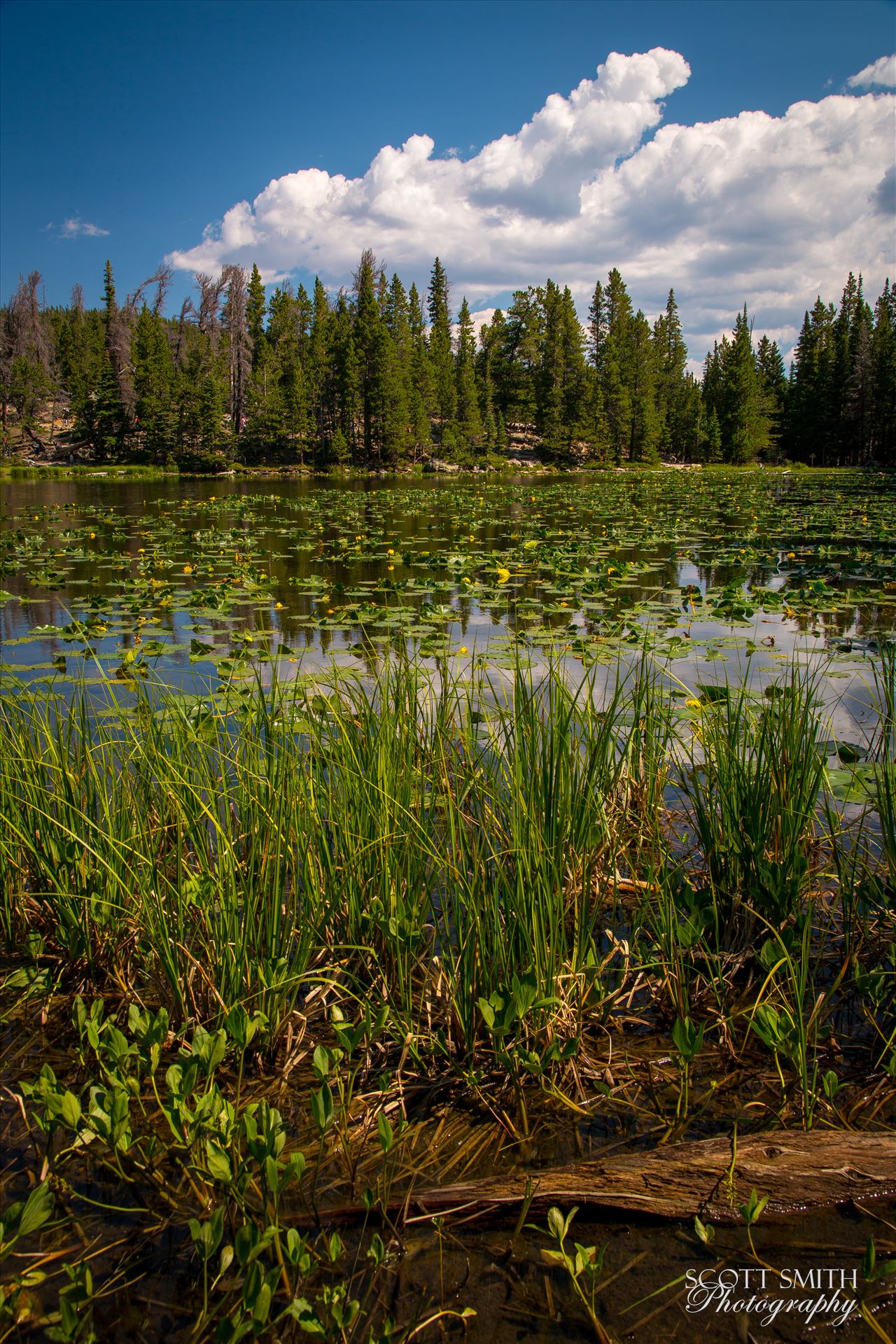 Nymph Lake -  by Scott Smith Photos