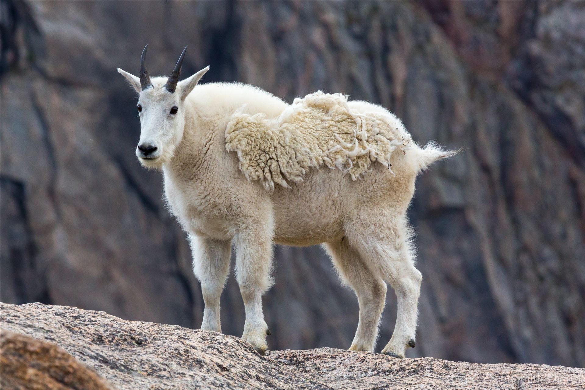 Mt Evans-Mountain Goat -  by Scott Smith Photos