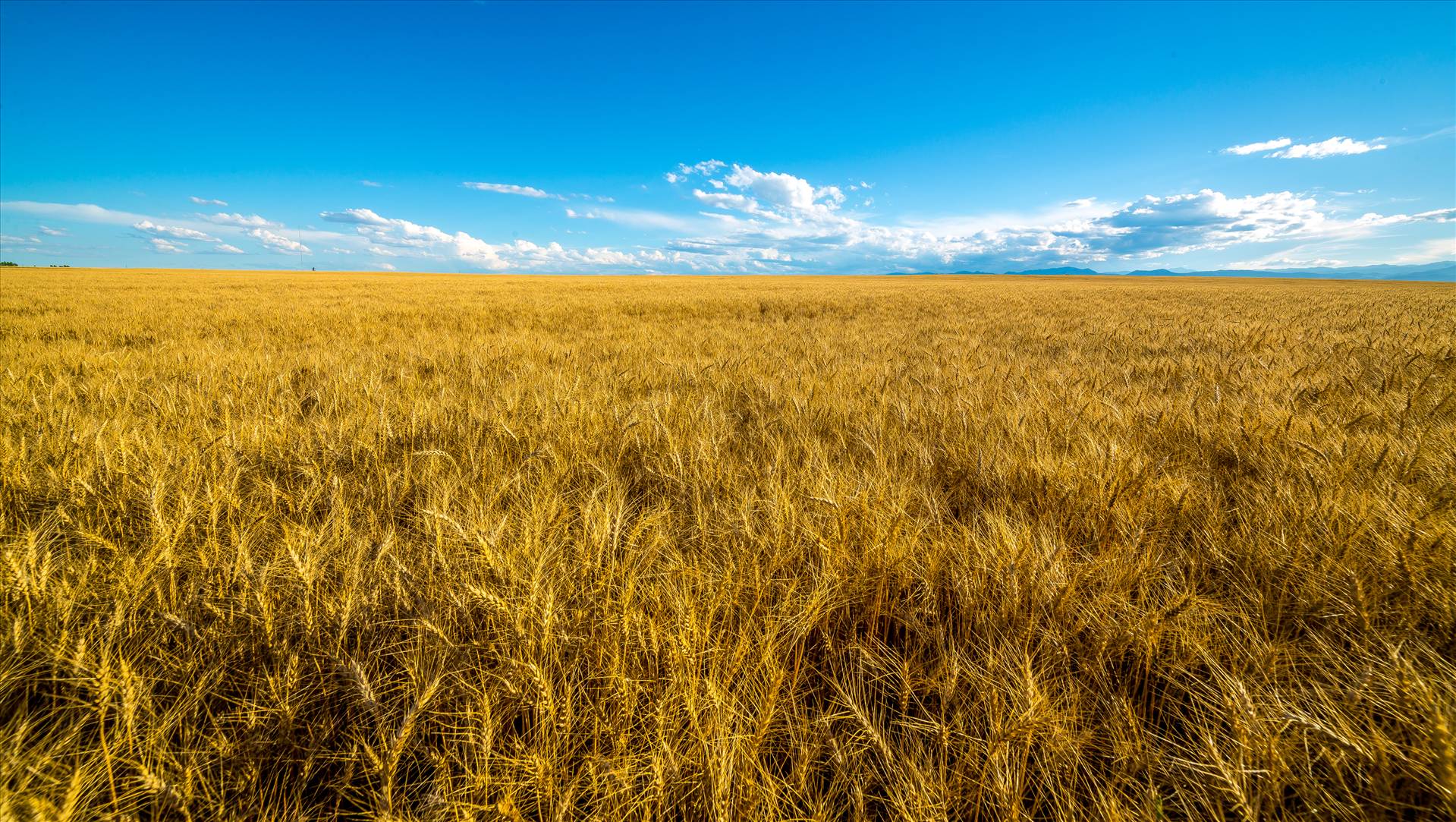 Summer Fields I - Wheat fields near Longmont, Colorado by Scott Smith Photos