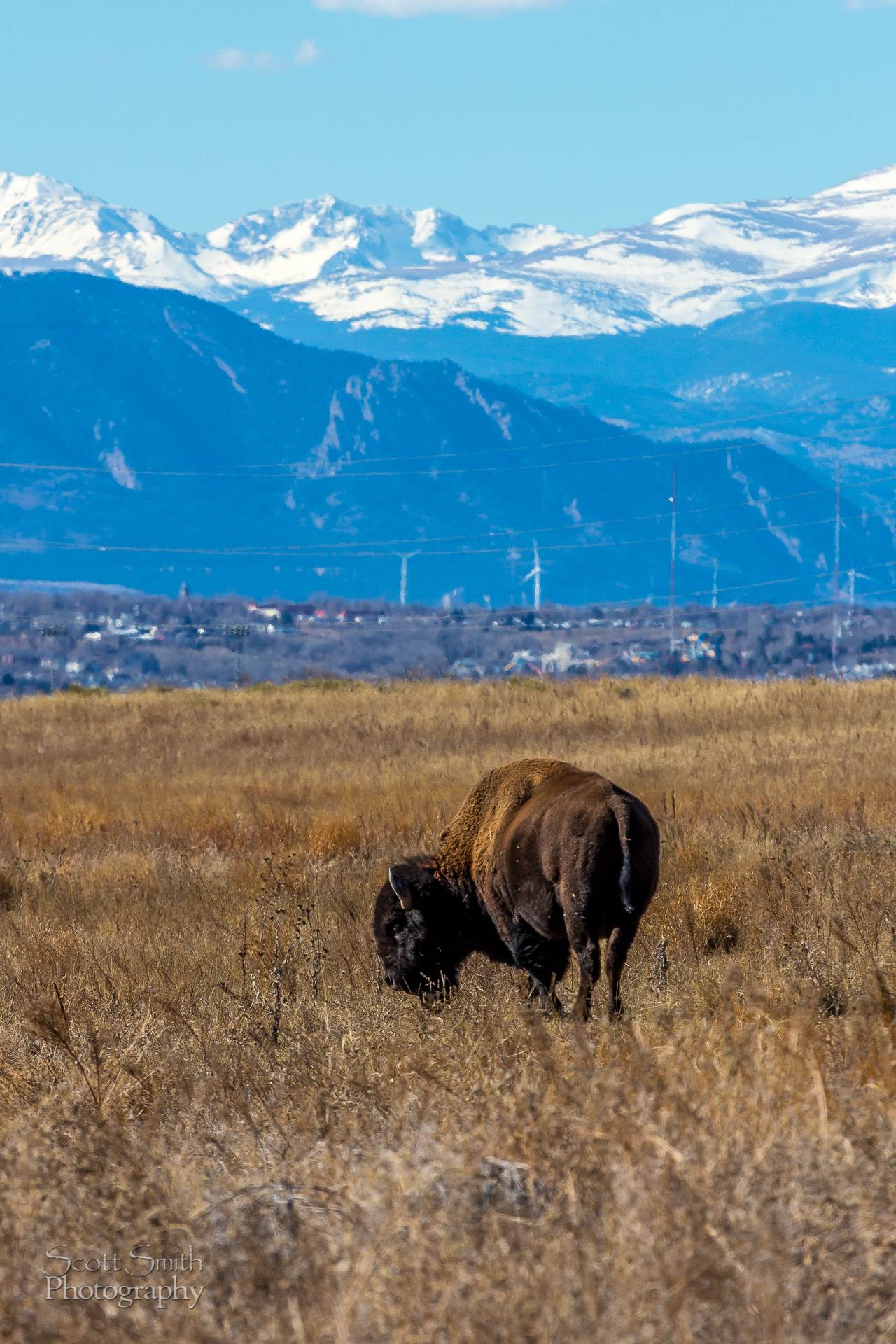 Bison 2 - The bison with Rocky Flats and the wind generators near Boulder Colorado in the distance. by Scott Smith Photos