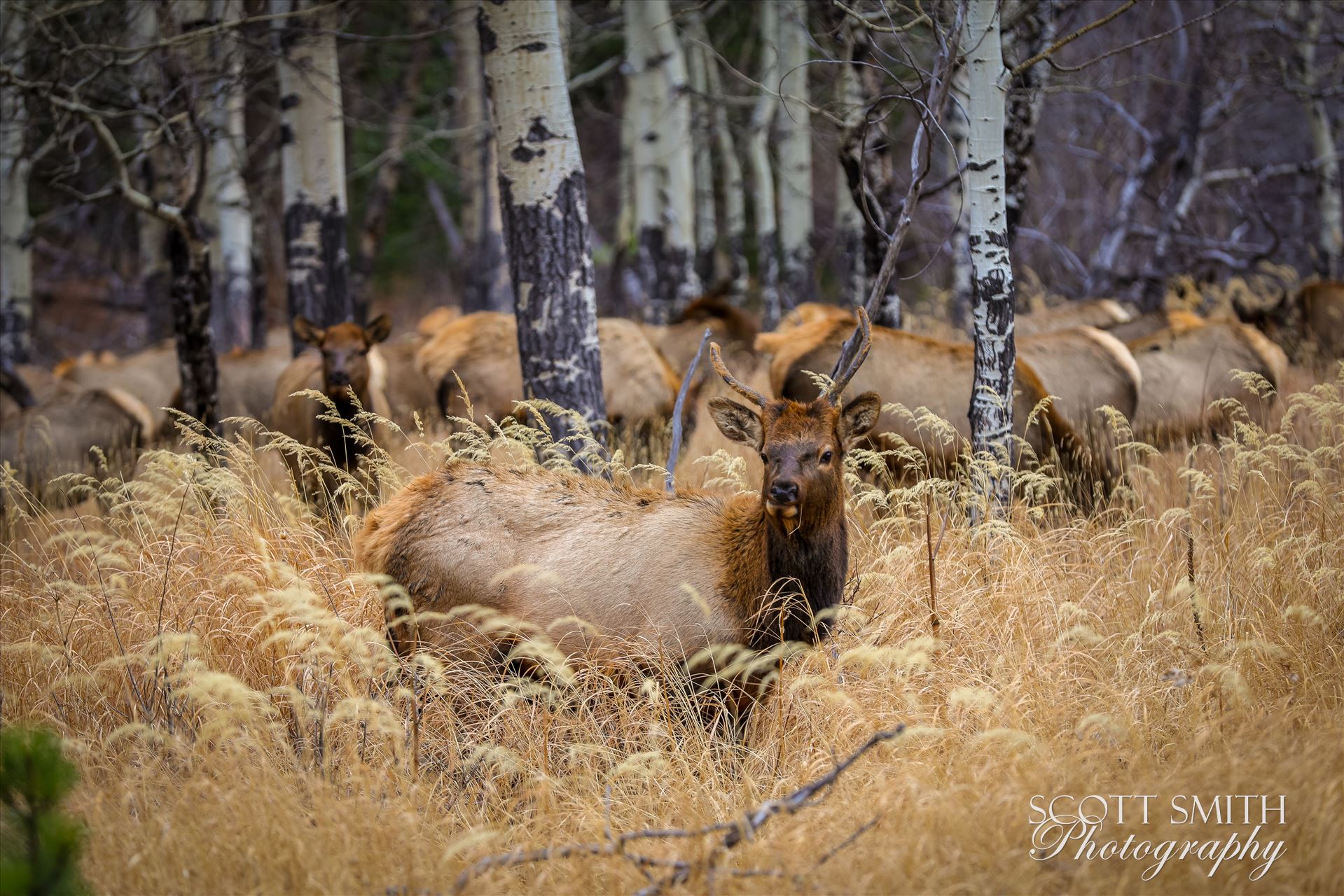 Sunday Elk No 01 - A heard of Elk near the entrance to Rocky Mountain National Park, Estes Park, Colorado. by Scott Smith Photos