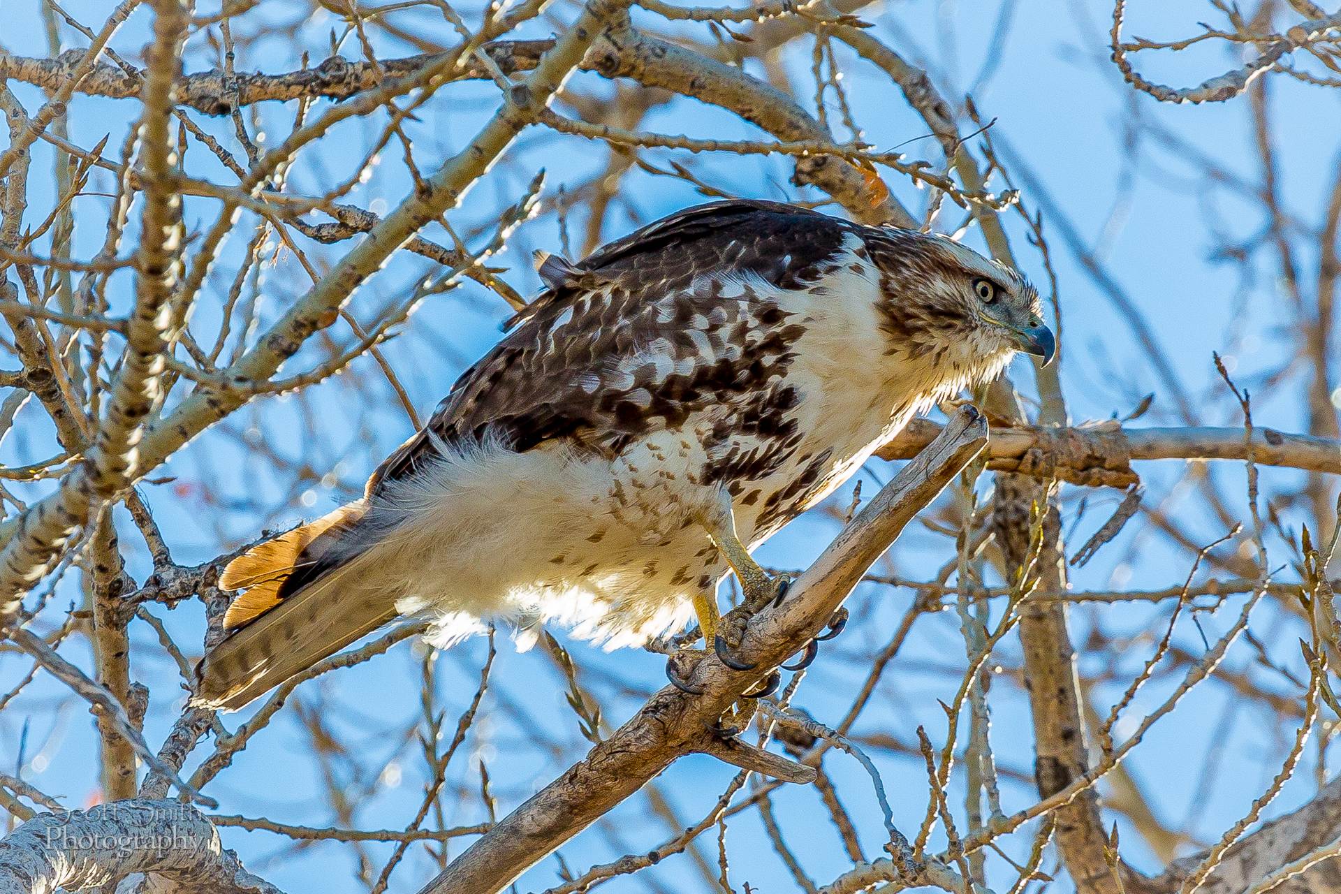 Swainson's Hawk - A Swainson's Hawk at the Rocky Mountain Arsenal Wildlife Refuge. by Scott Smith Photos