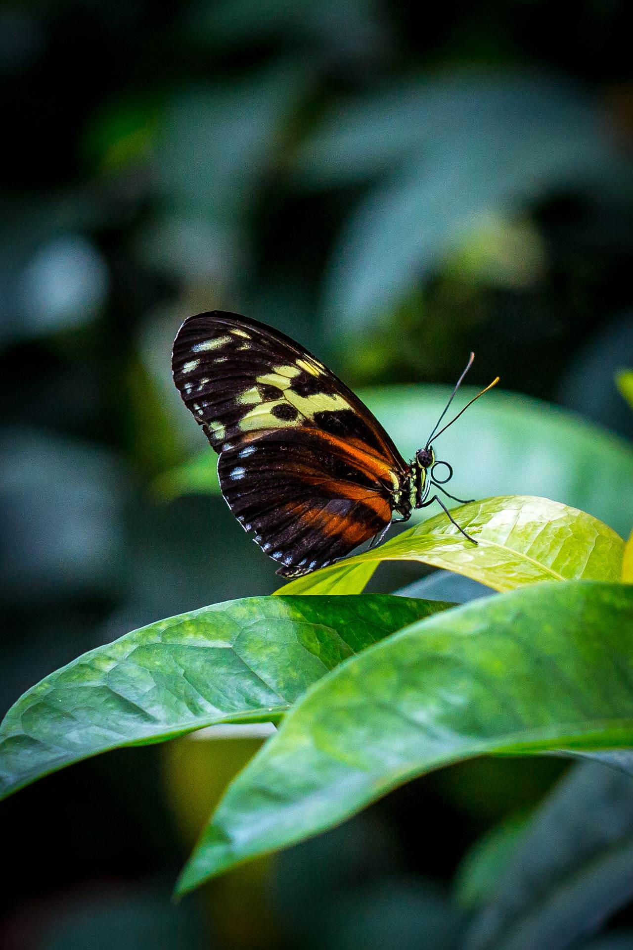 Resting Butterfly - butterfly, butterfly pavilion, colorado by Scott Smith Photos