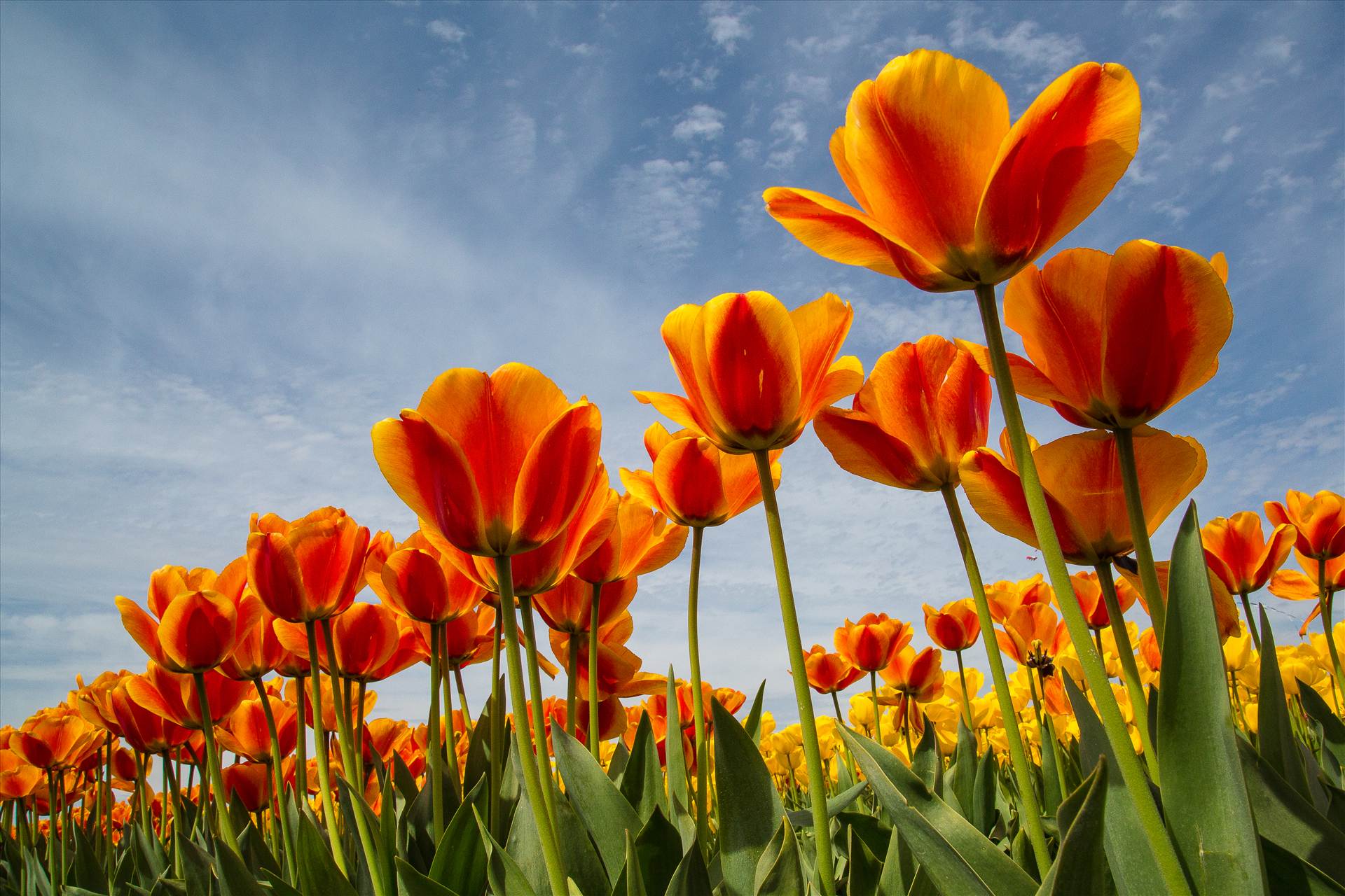 Tulip Festival - From the Skagit County Tulip Festival in Washington state. by Scott Smith Photos