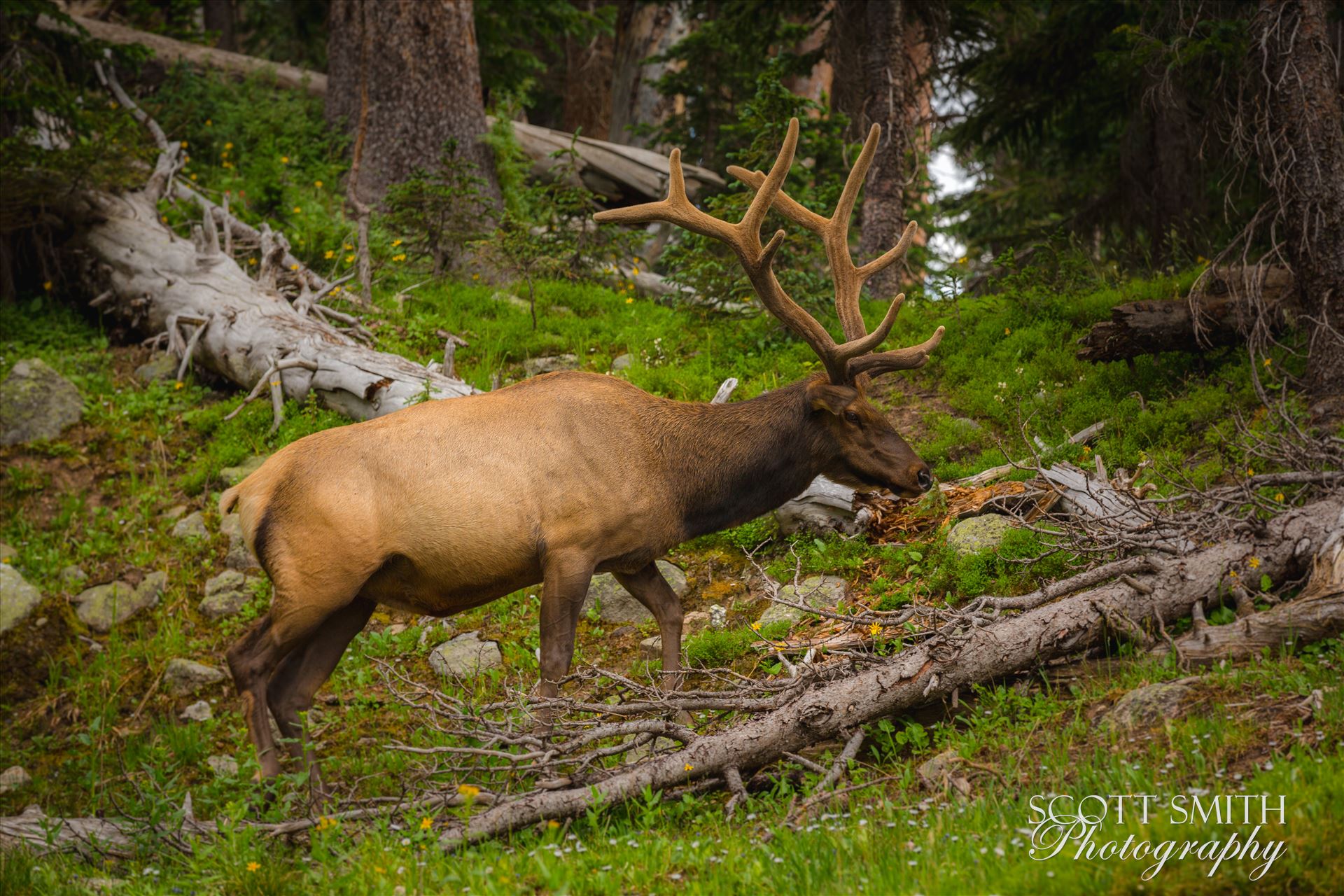 Elk Bull No 2 -  by Scott Smith Photos