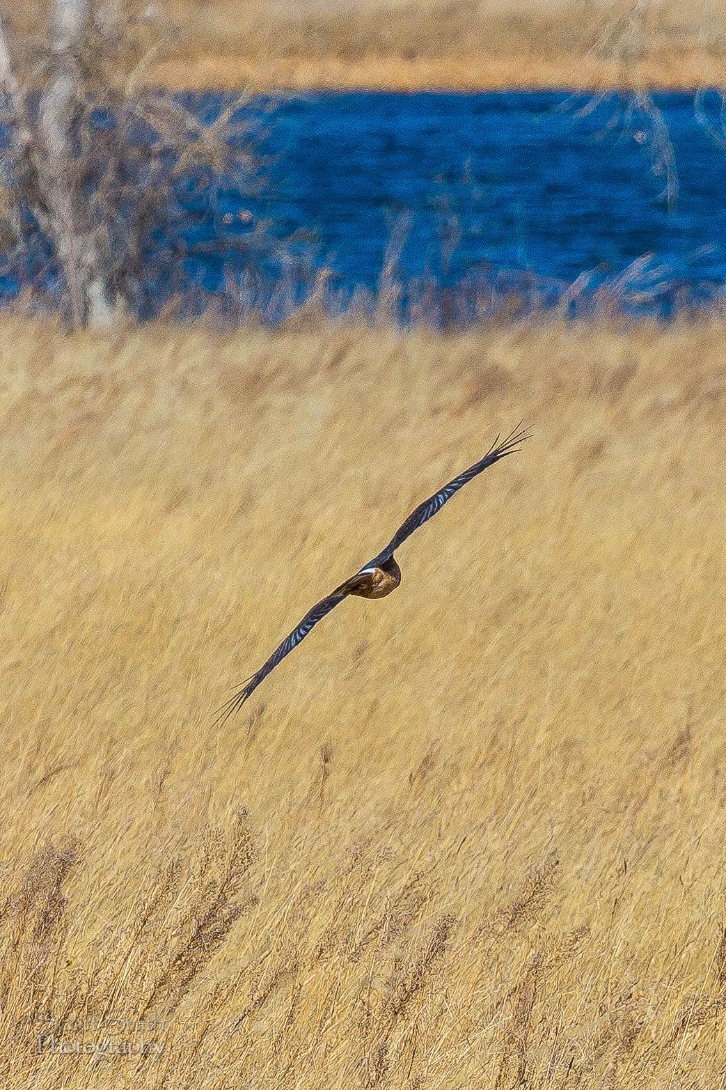 Marsh Hawk 3  - A marsh hawk glides over the grass at the Rocky Mountain Arsenal Wildlife Refuge. by Scott Smith Photos